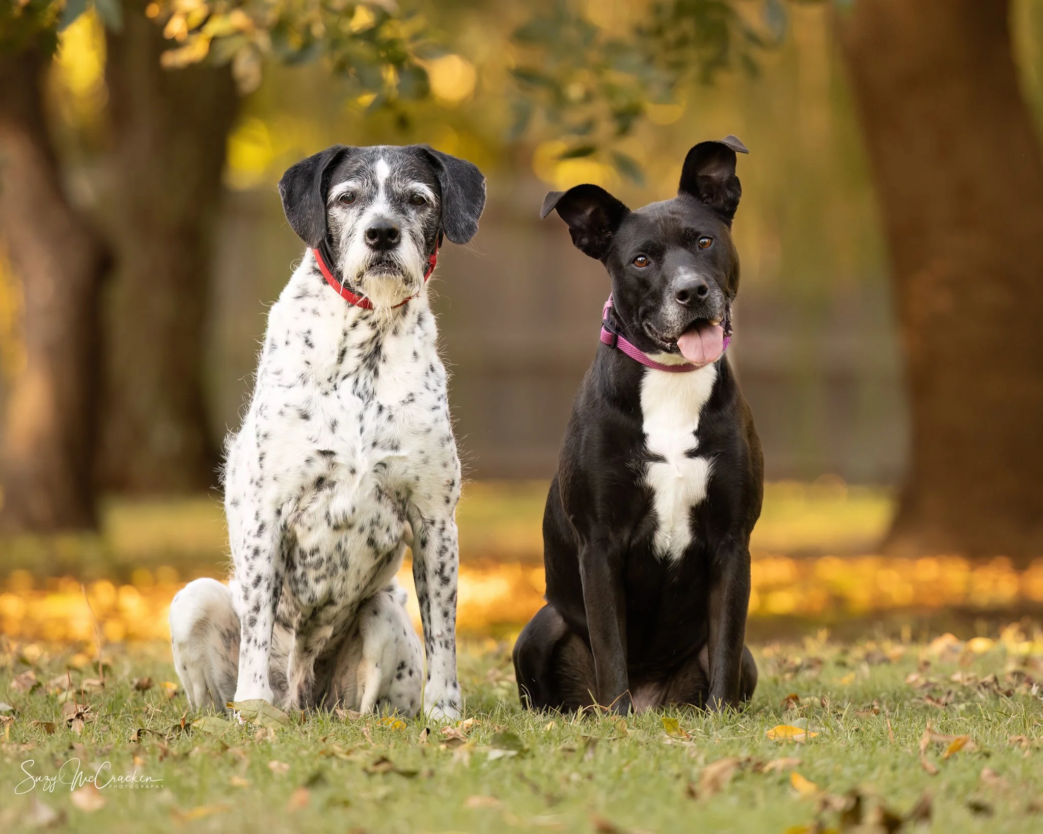 The Ultimate Guide to Choosing Your Dog Photography Session:Studio vs. Outdoor