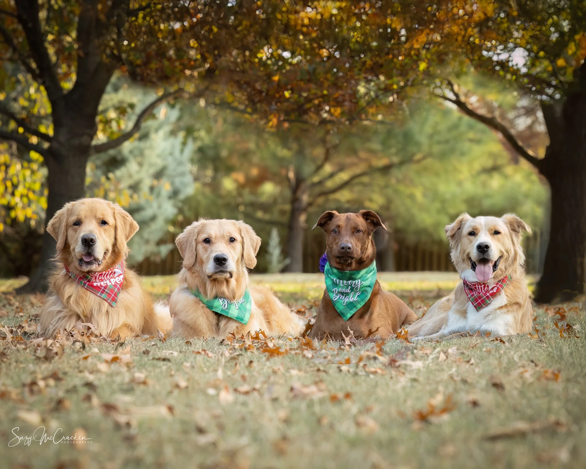 Celebrating the Love You Share: How Dogs Make Our Families Whole