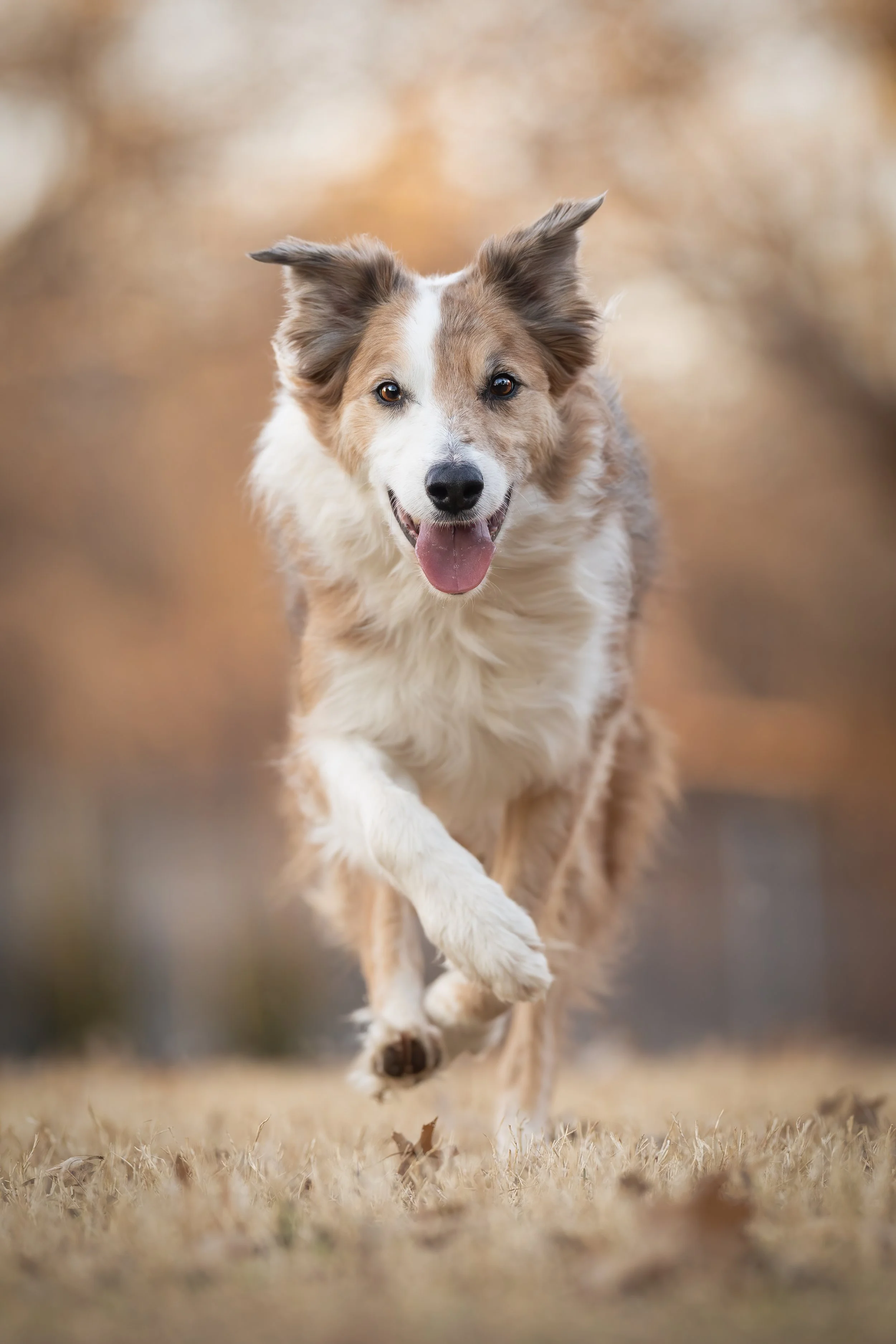 Is Professional Pet Photography Worth It? What You’re Really Paying For