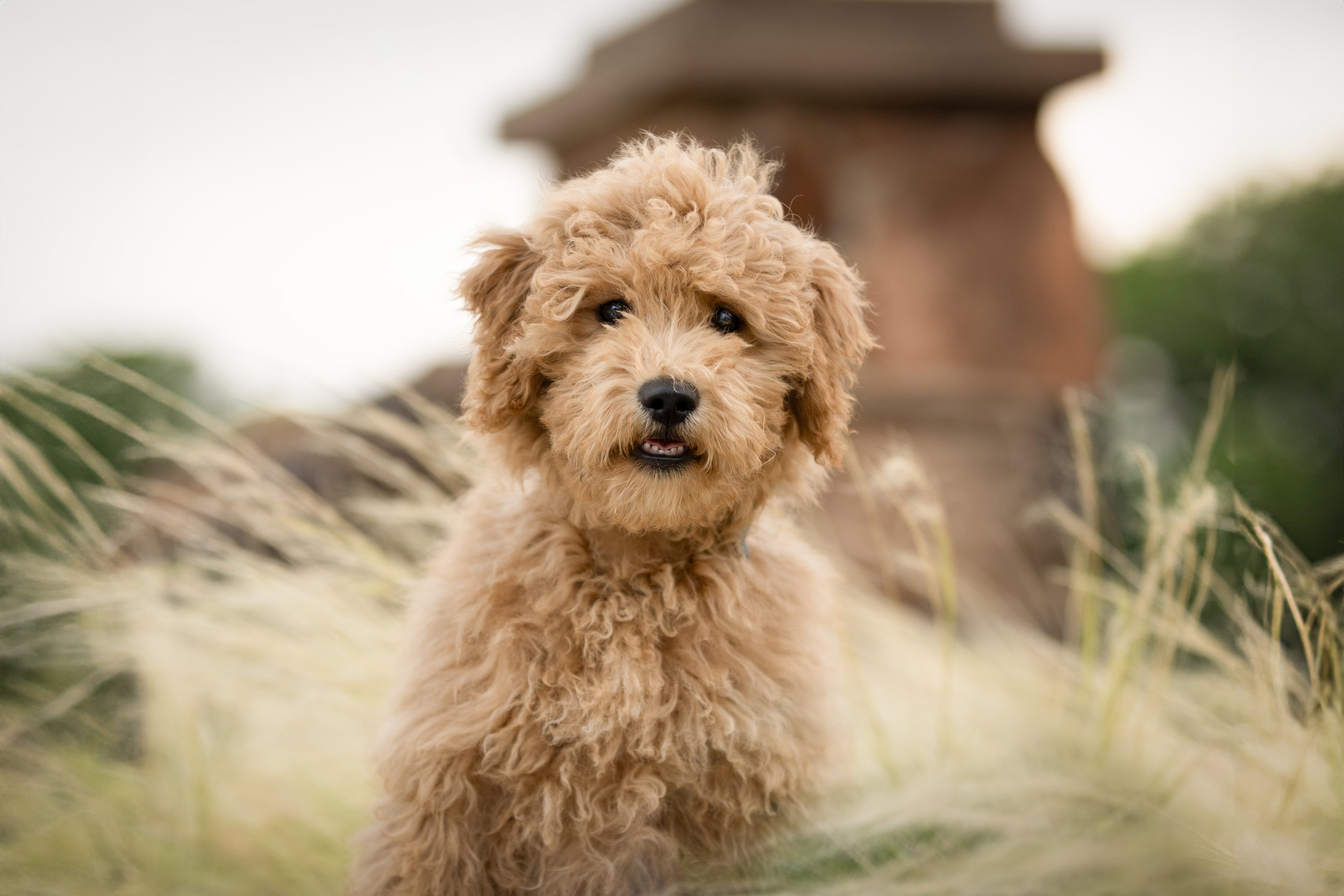 Golden Doodle at park
