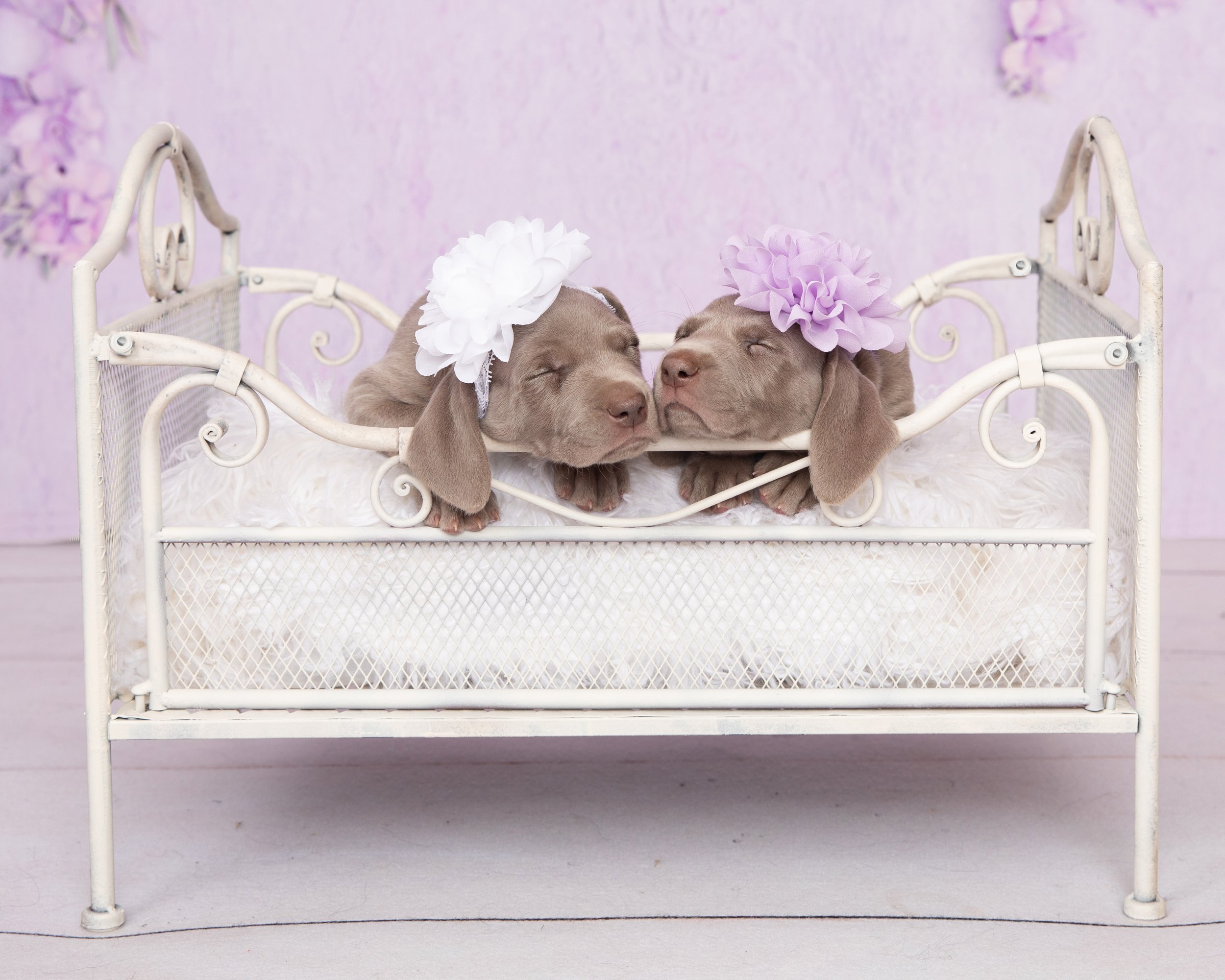 Weimaraner puppies in white bed