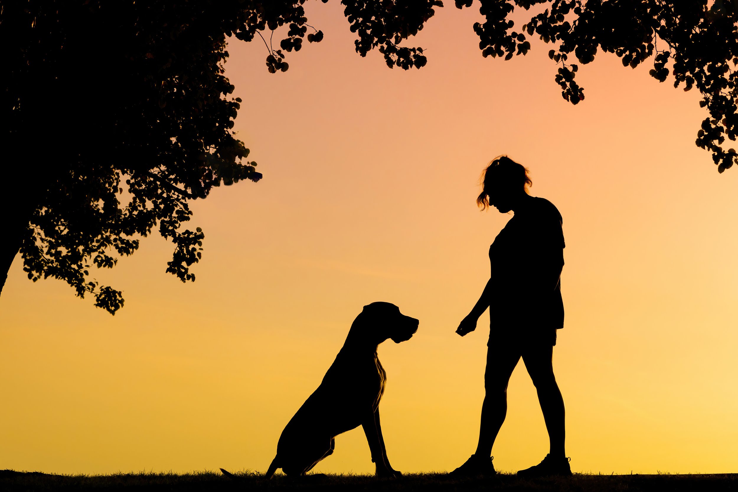 Silhouette Great Dane and owner