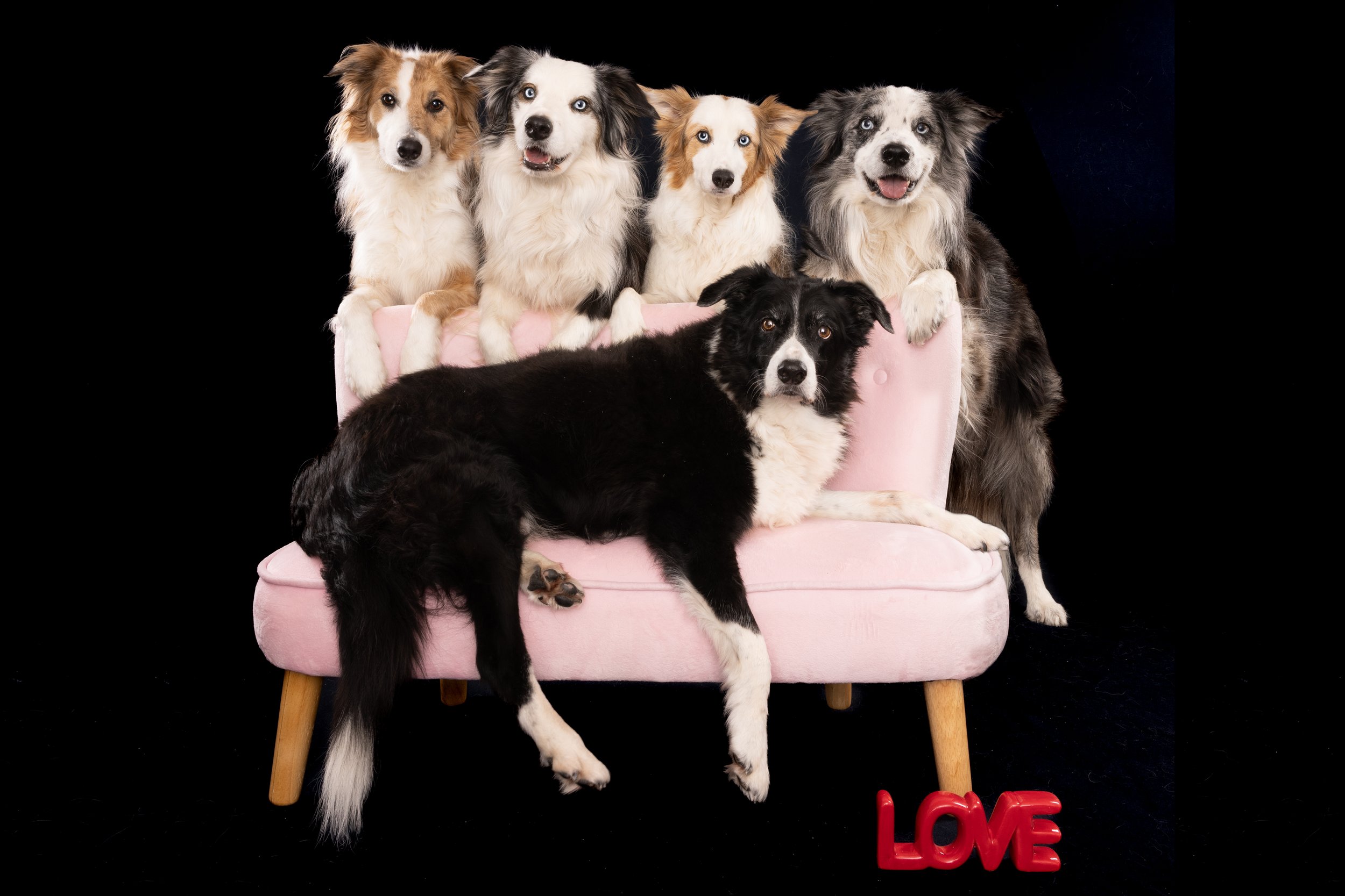 Five Border Collies on couch on black background