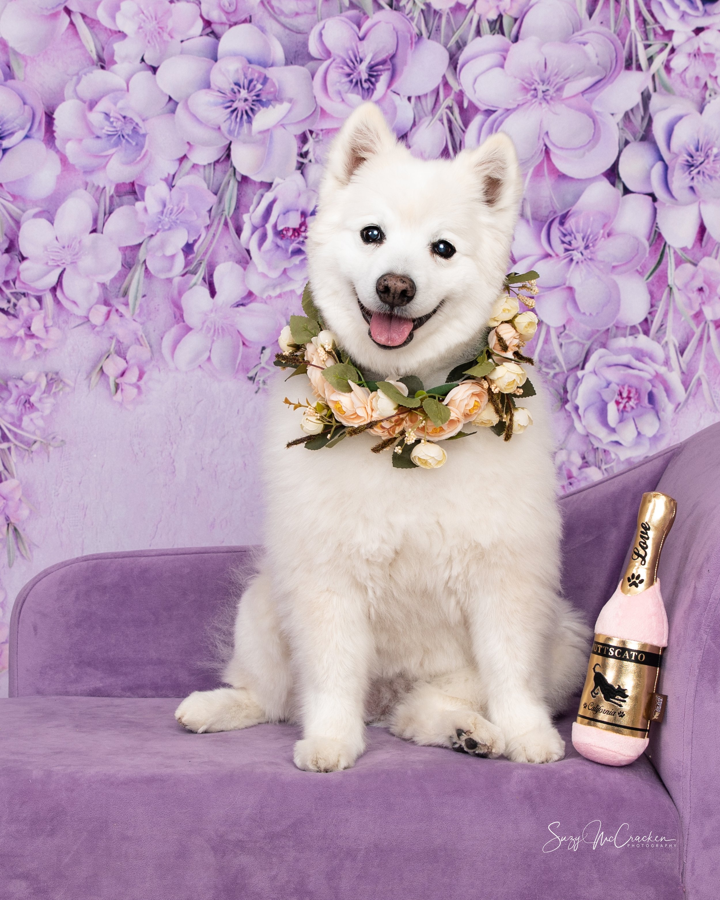 American Samoyed on purple couch