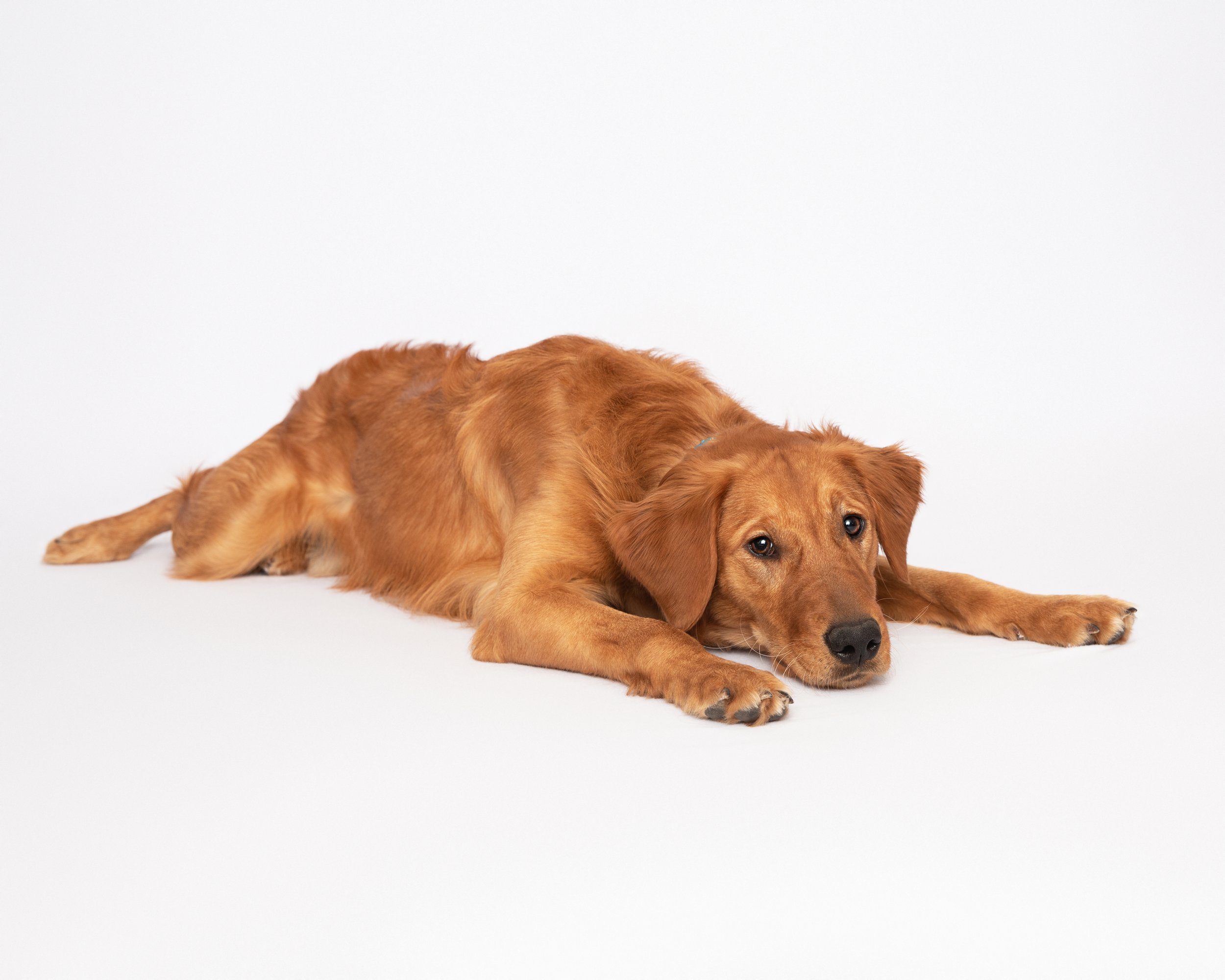 Field Golden Retriever on white background