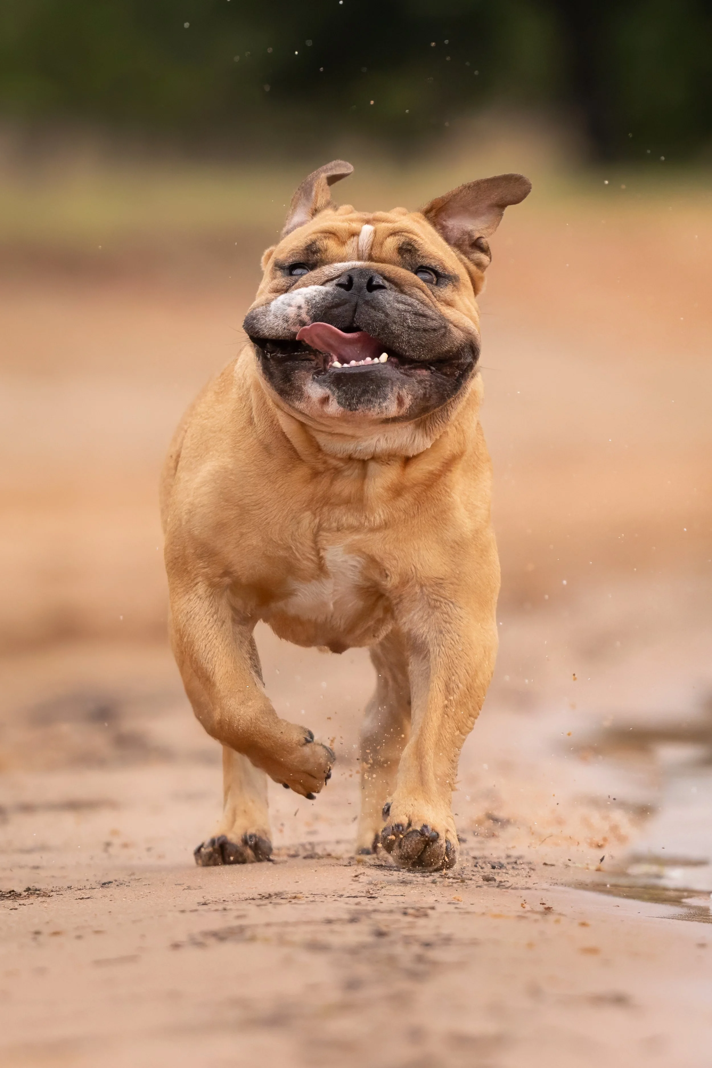 Dog running on beach