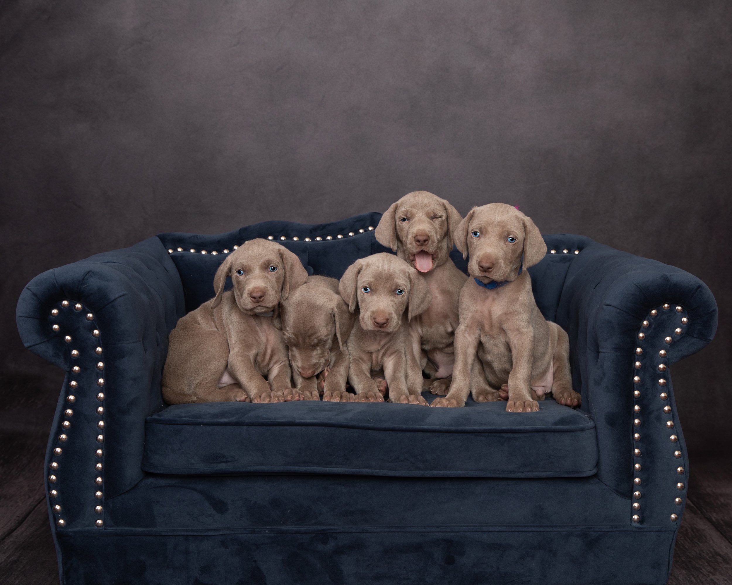 Weimaraner puppies on blue couch