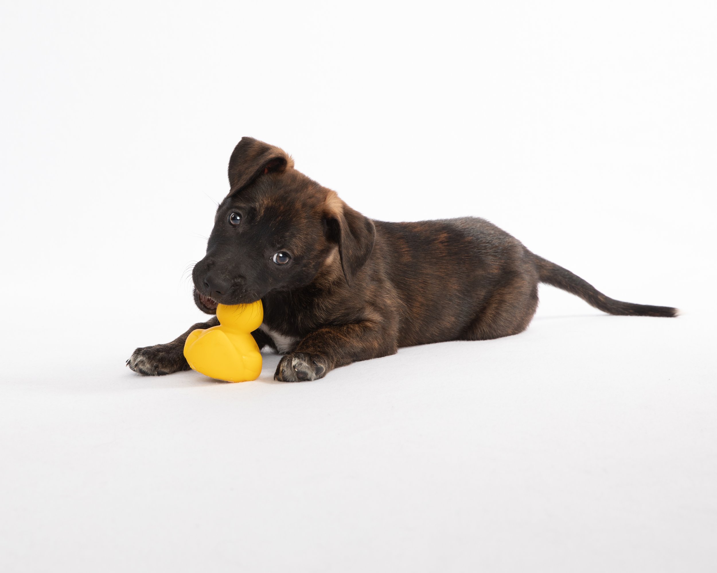 Rescue dog on white background with rubber duck