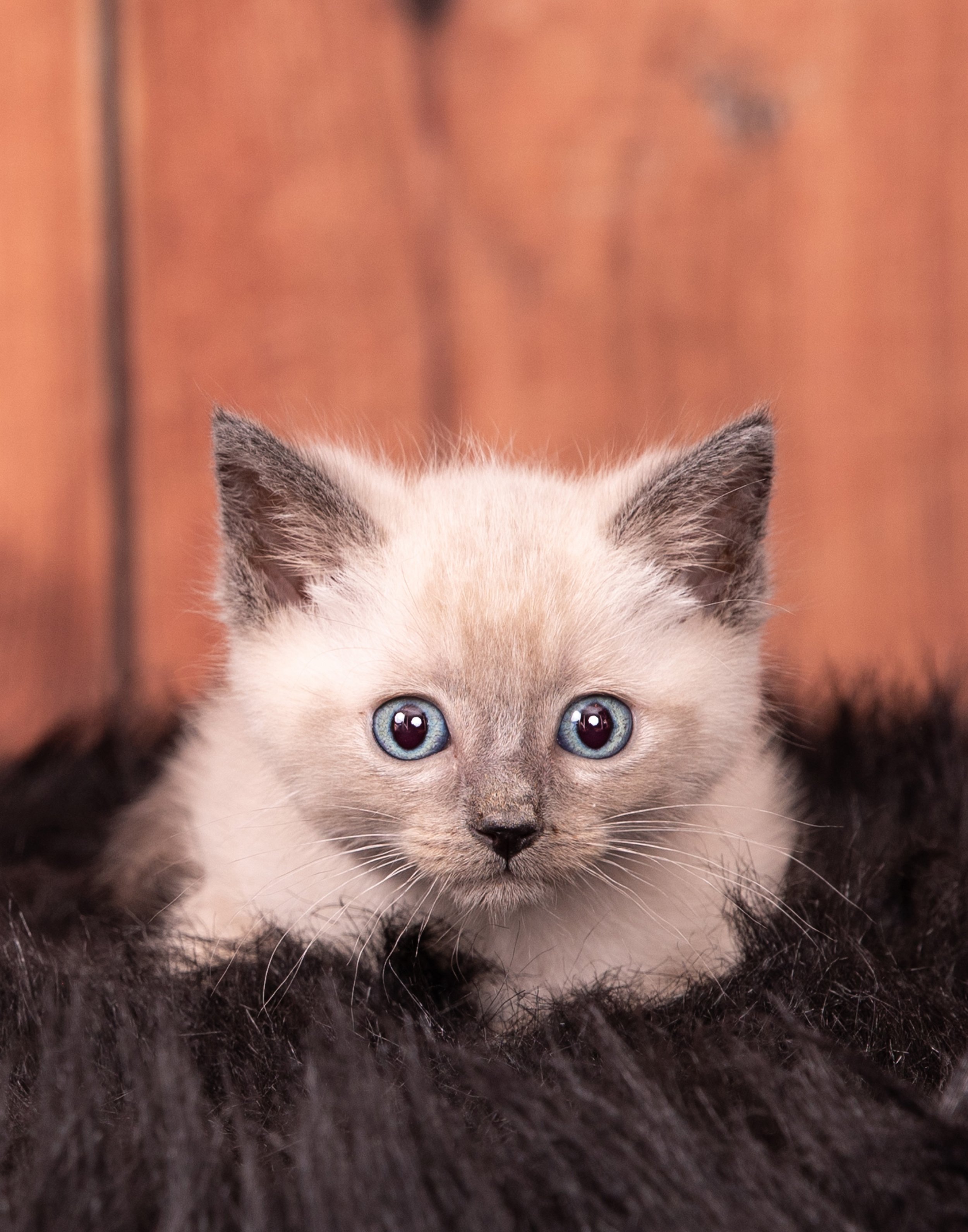Siamese kitten on brown rug