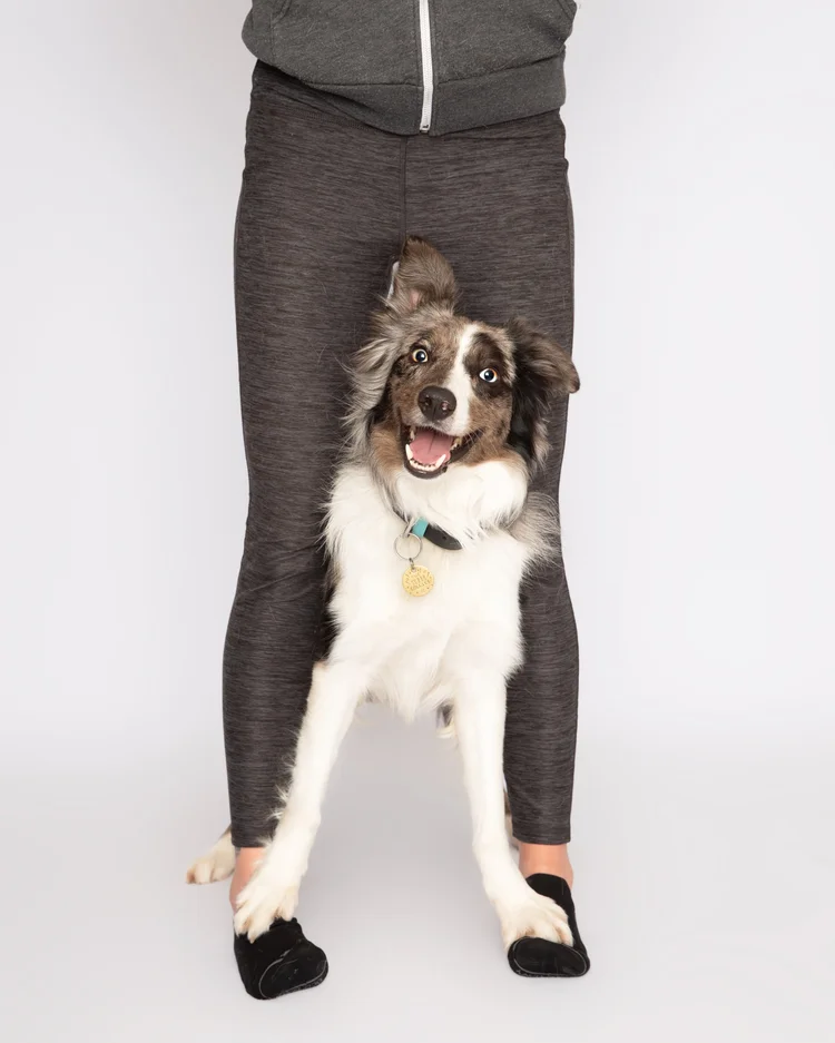 A Border Collie standing between its owner's legs