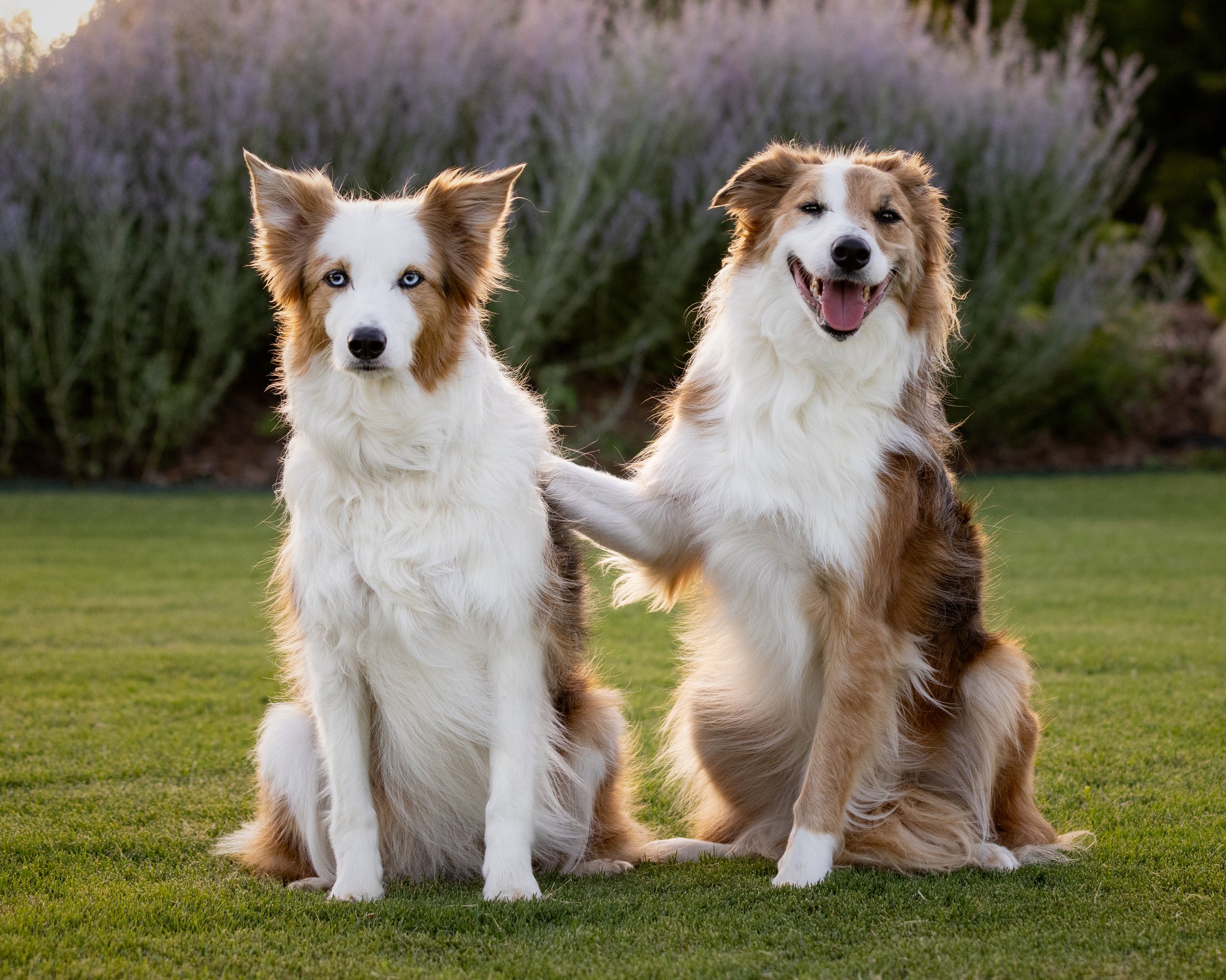 Border Collies with Russian Sage flowers