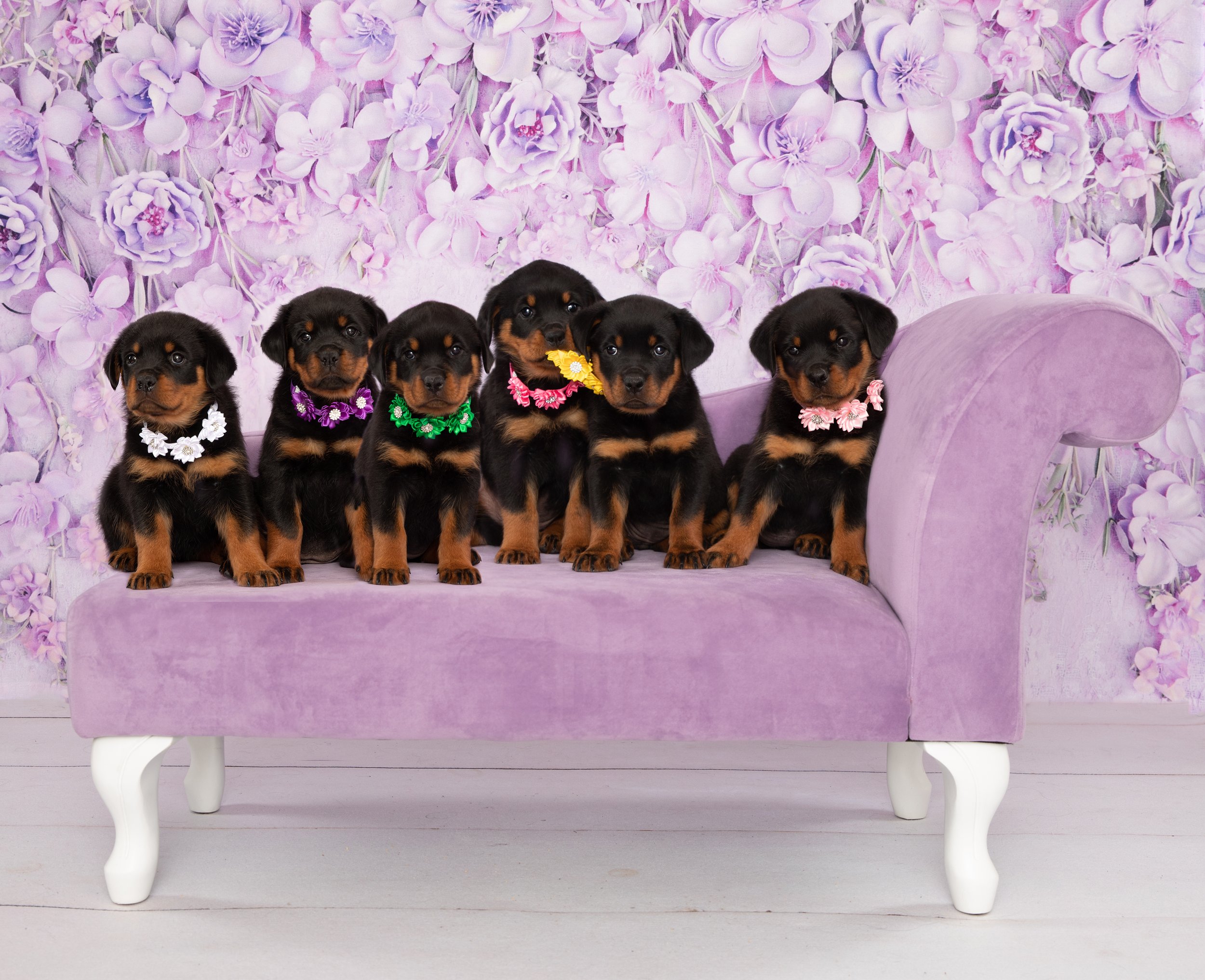 Rottweiler puppies on pink couch