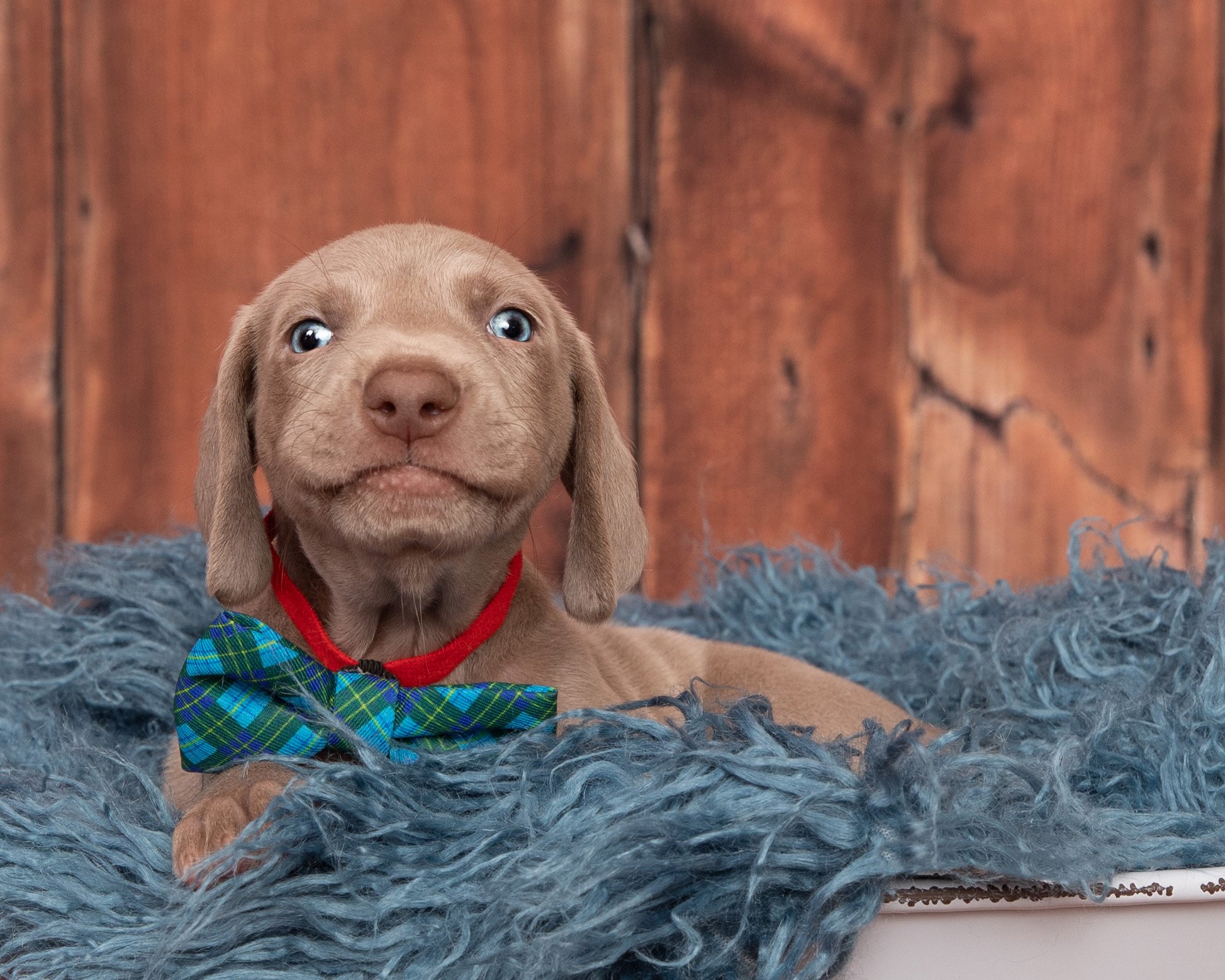 Weimaraner puppy grampa face