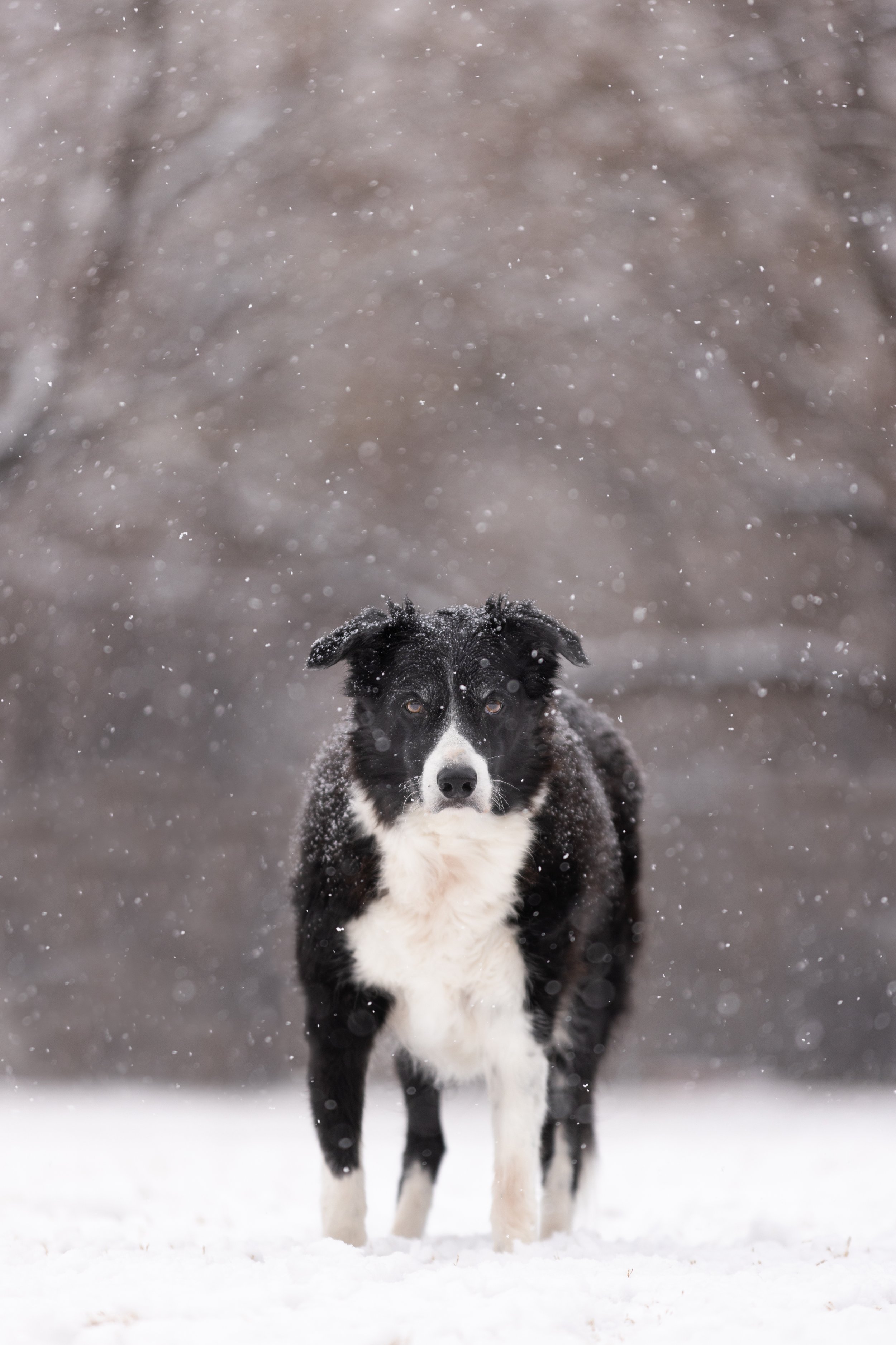 Border Collie in the snow
