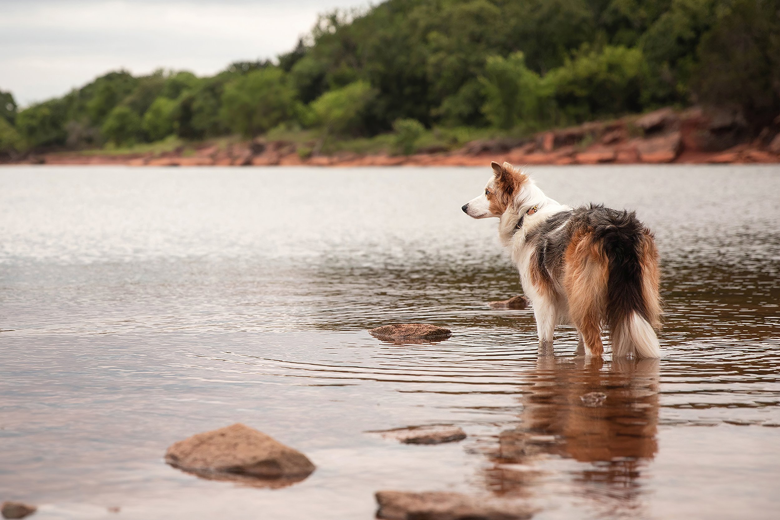 Border Collie at a lake