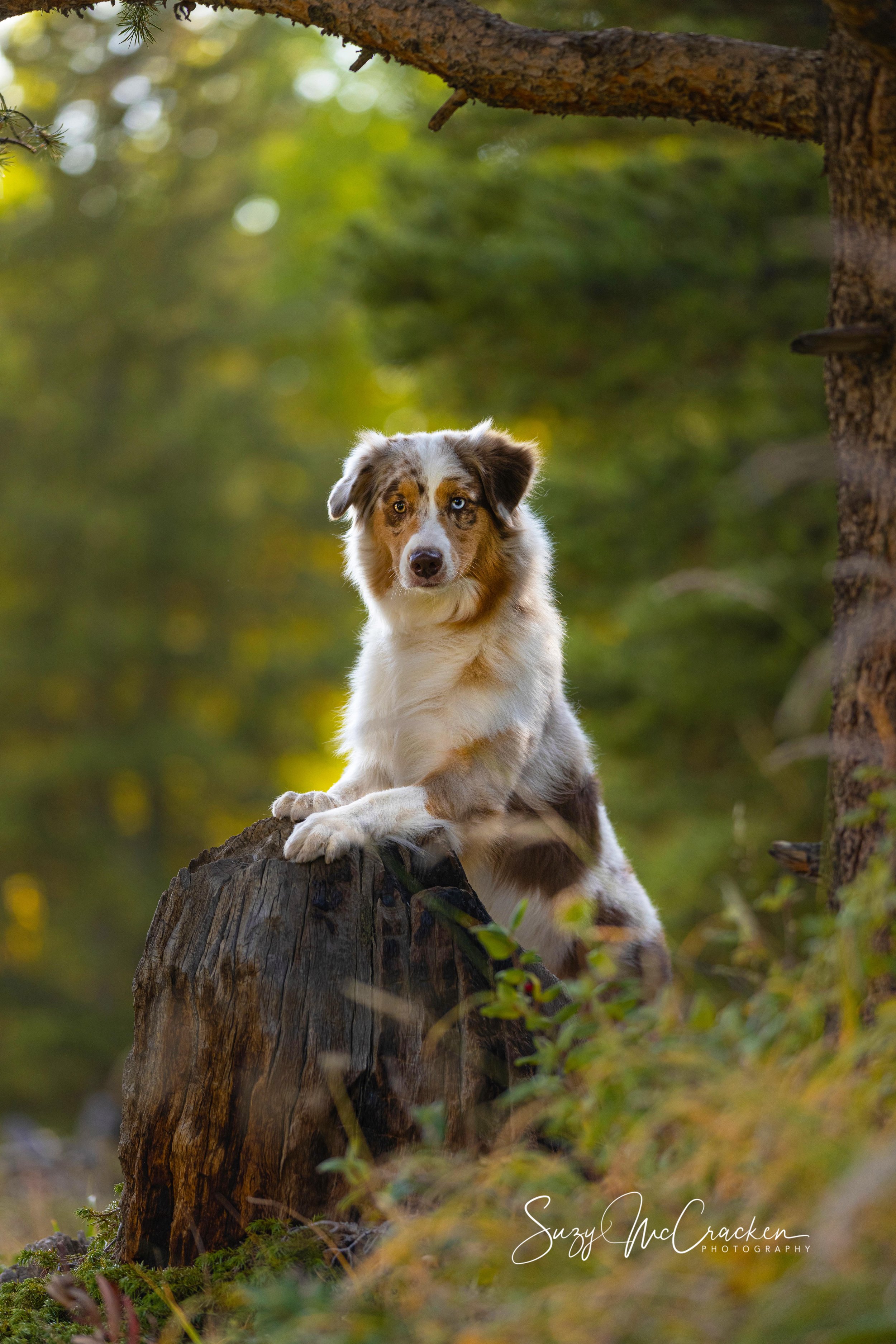 Australian Shepherd in field
