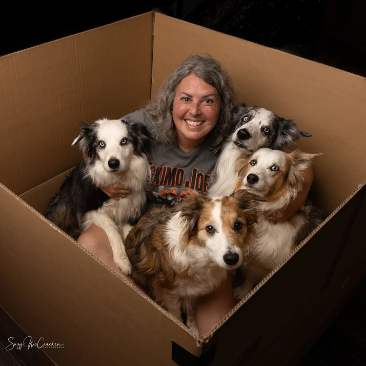 Suzy McCracken sitting in a cardboard box with her Border Collies