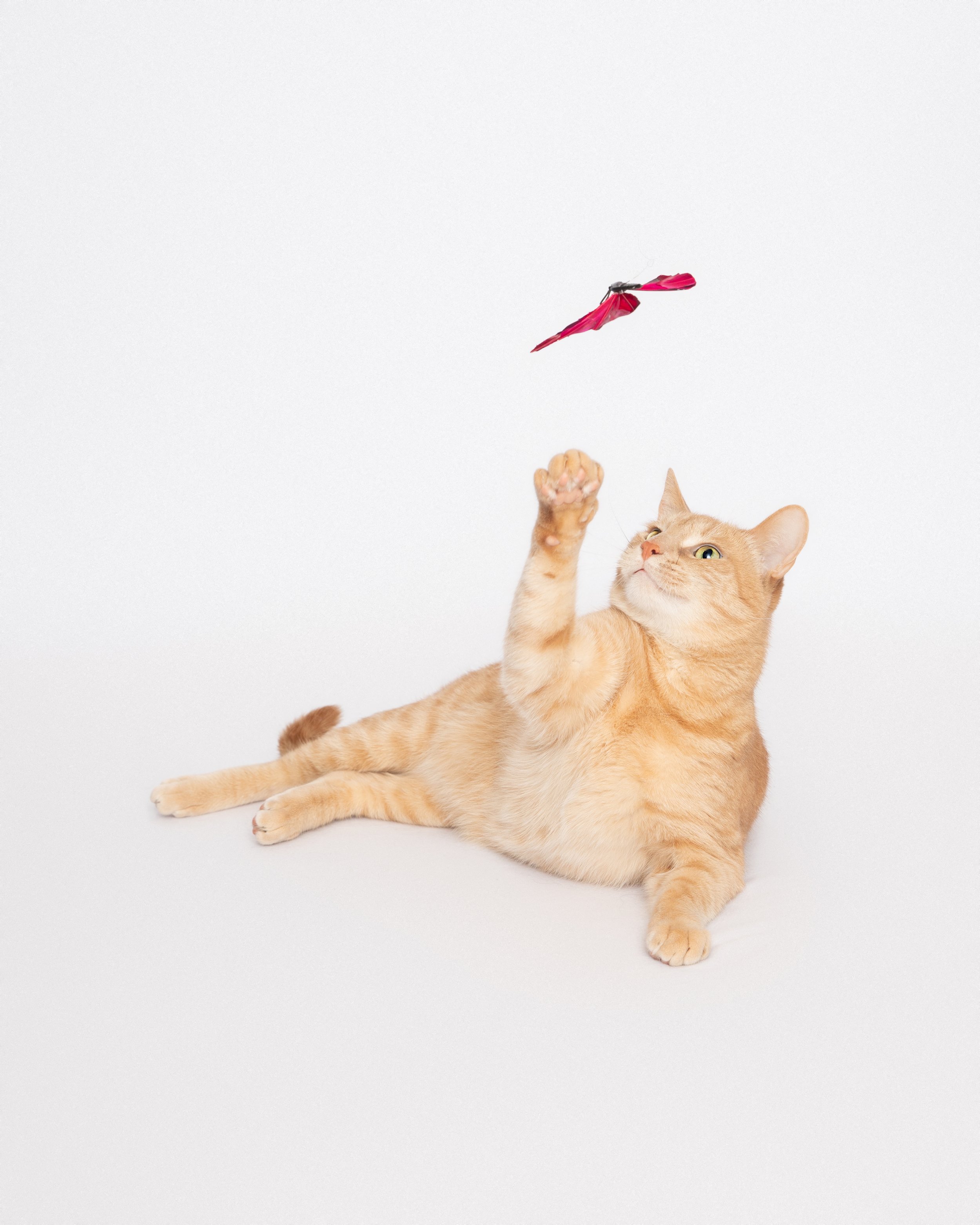 Orange cat on white background