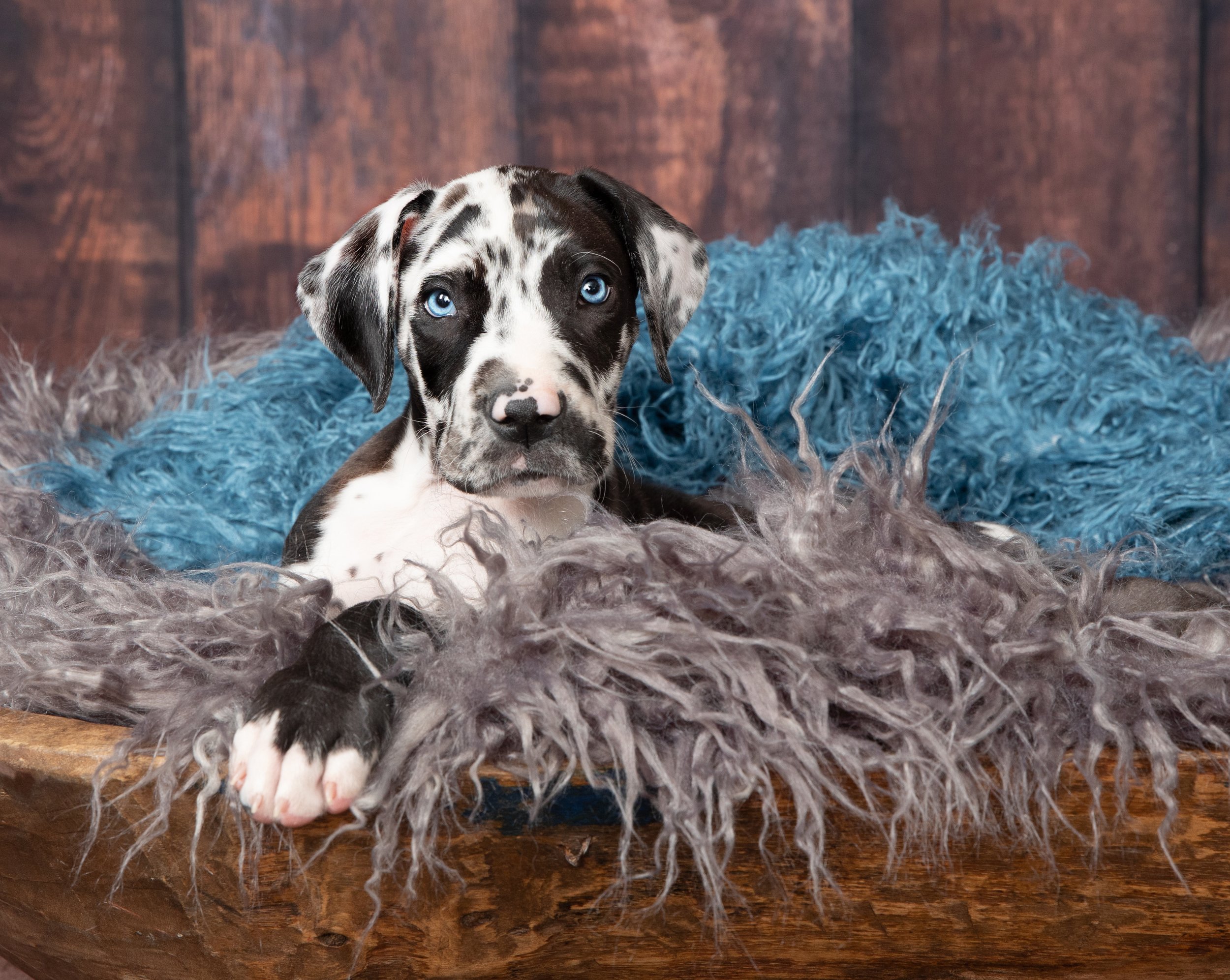 Great Dane puppy