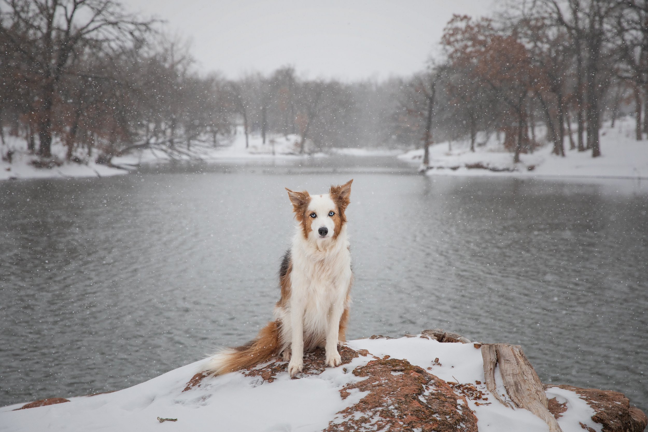 Border Collie in snow by lake