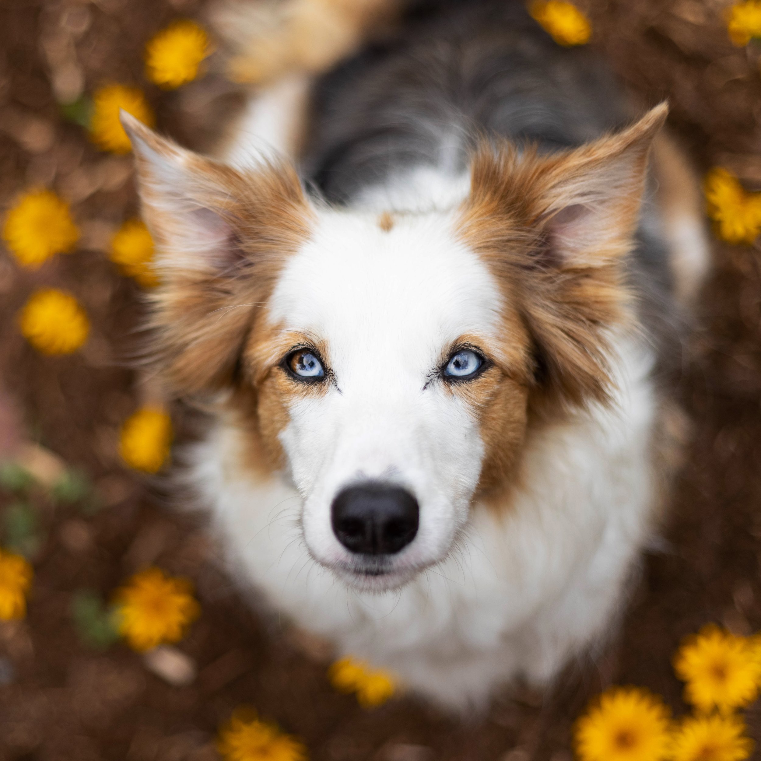 Border Collie with yellow flowers