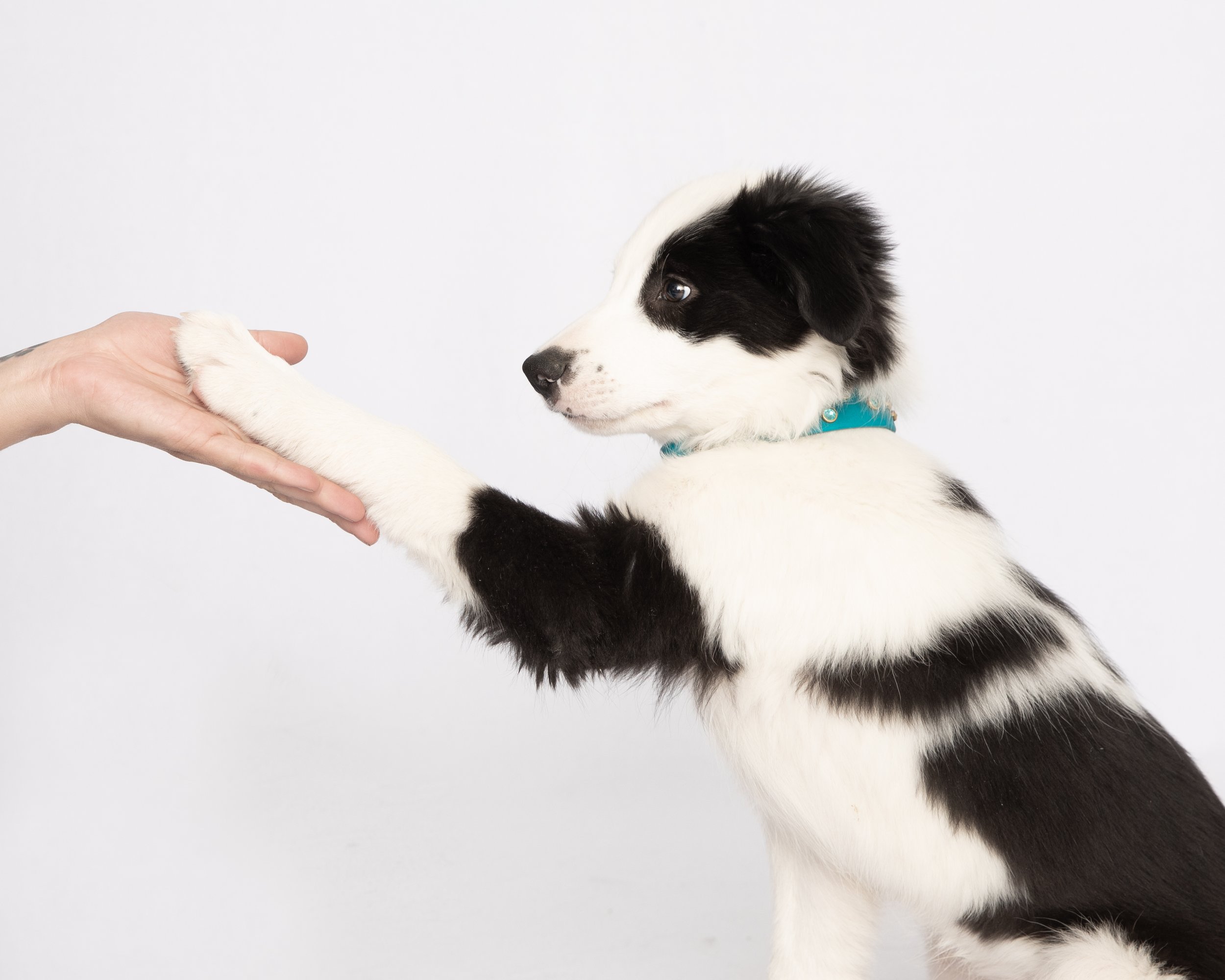 Super Collies Venom Border Collie on white background