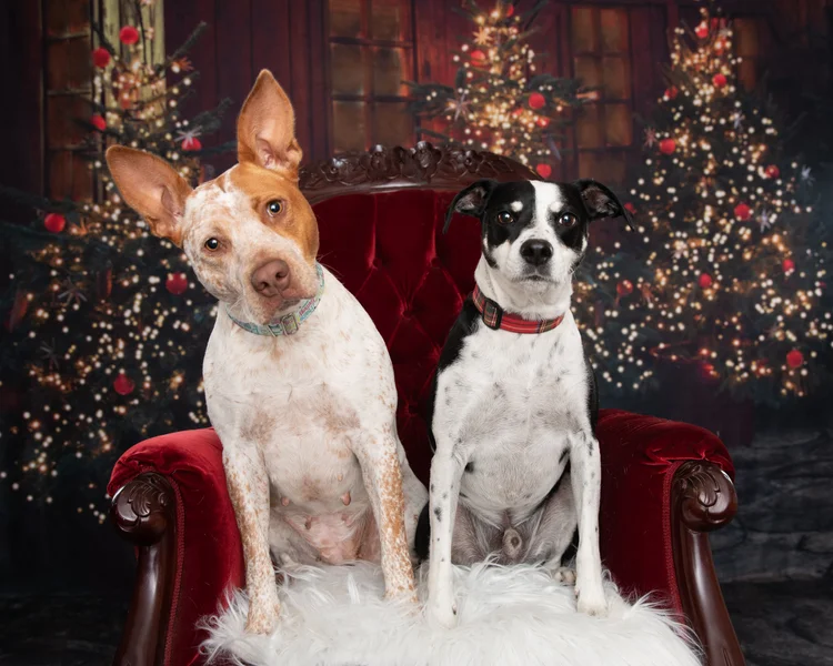 Talli and Ace on a red chair