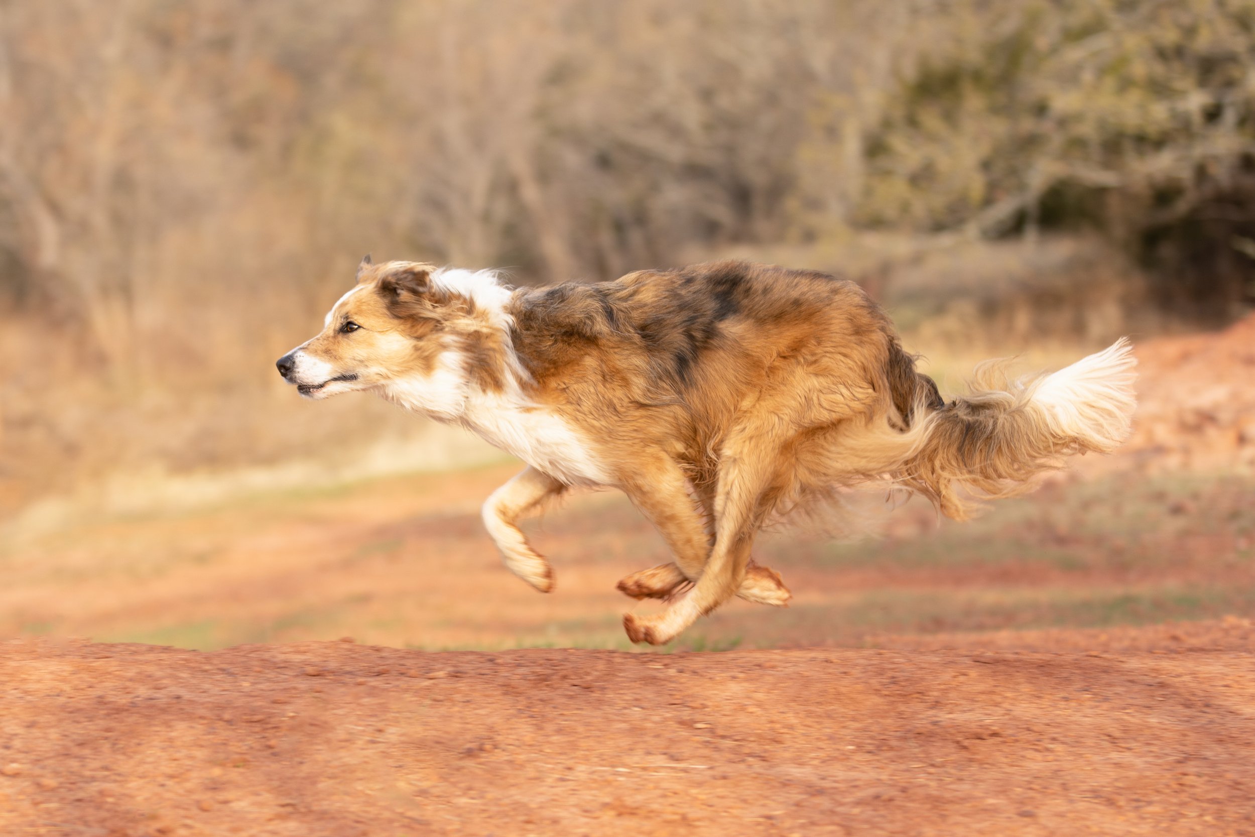 Border Collie running