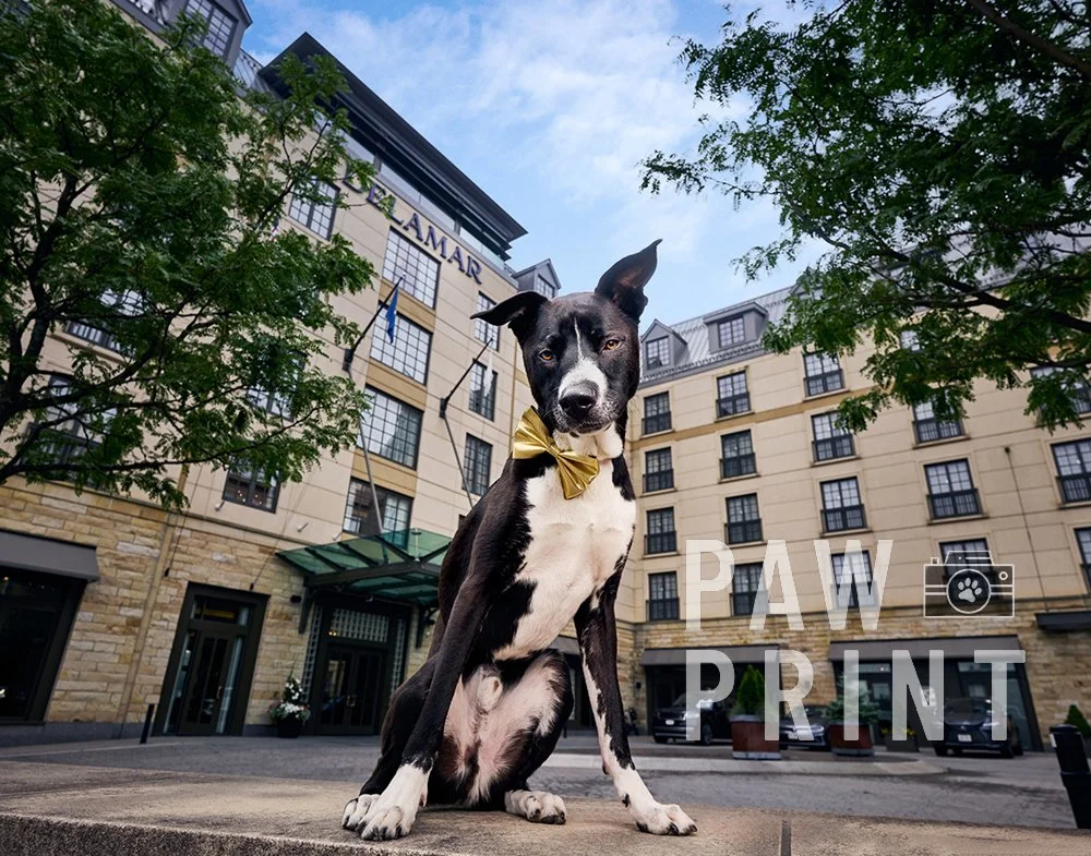 2 Days and 12 Dogs at the Delamar Hotel In West Hartford
