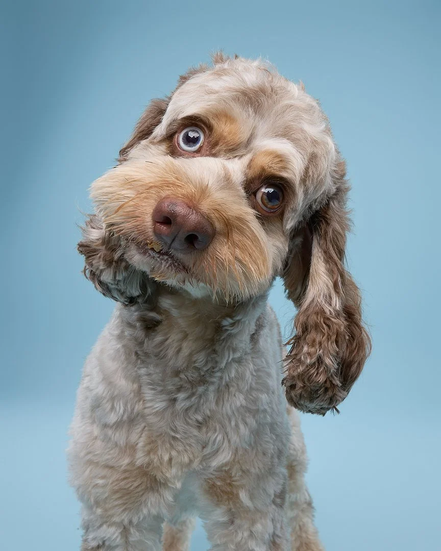 Recap: Summer  Pet Portrait Sessions 