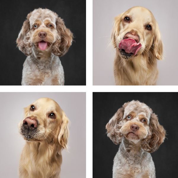 portraits of dogs