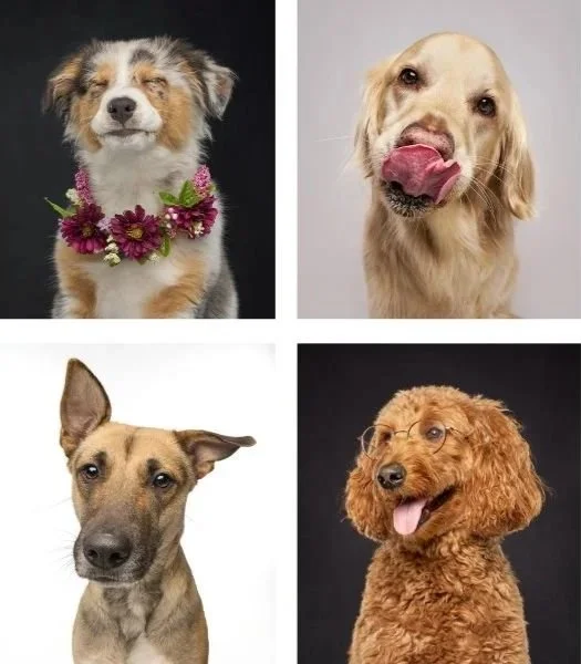 Pet Portraits