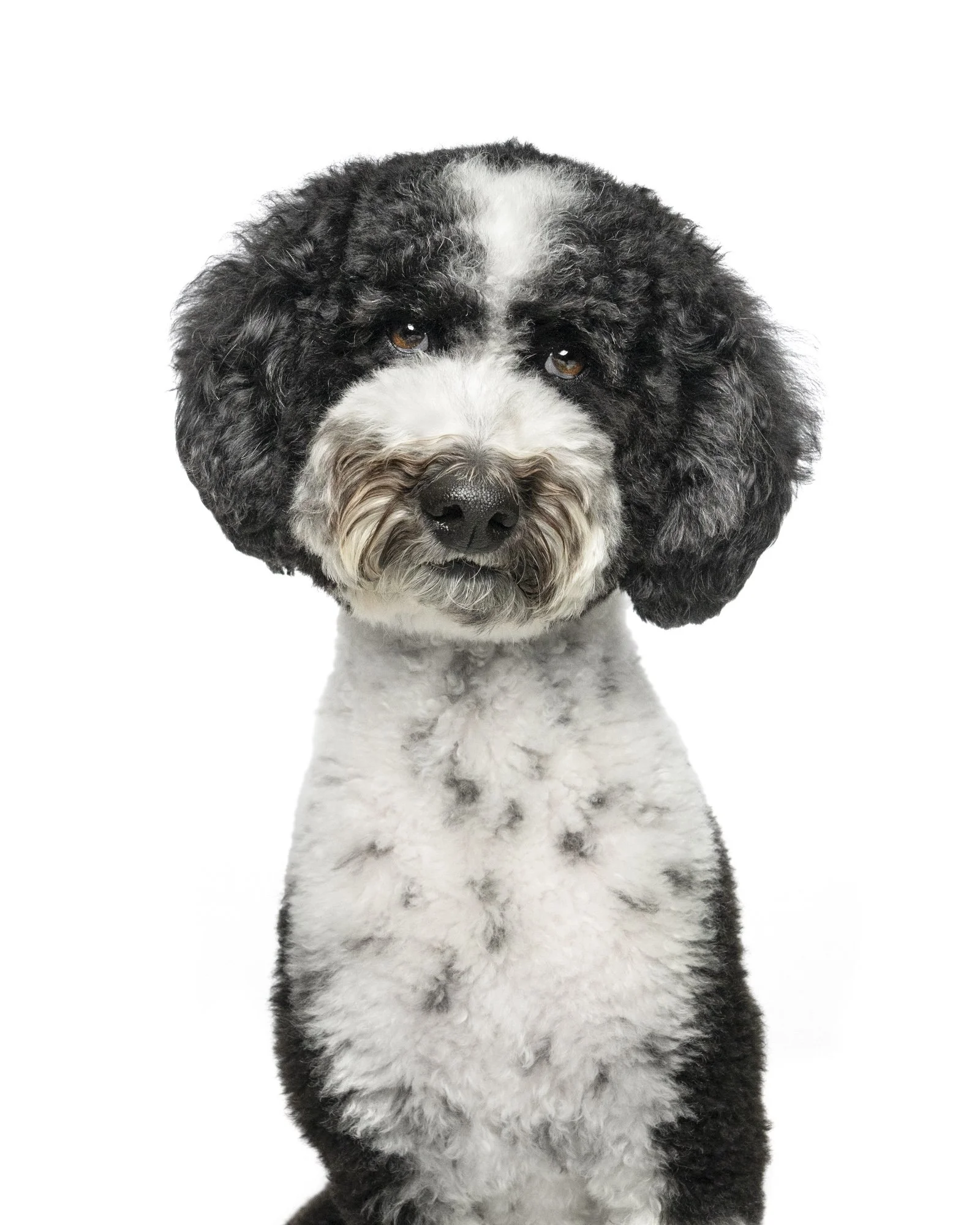 Dog portrait