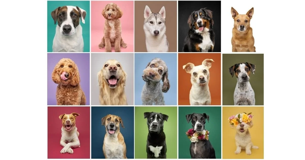 Dogs photographed on different color backgrounds