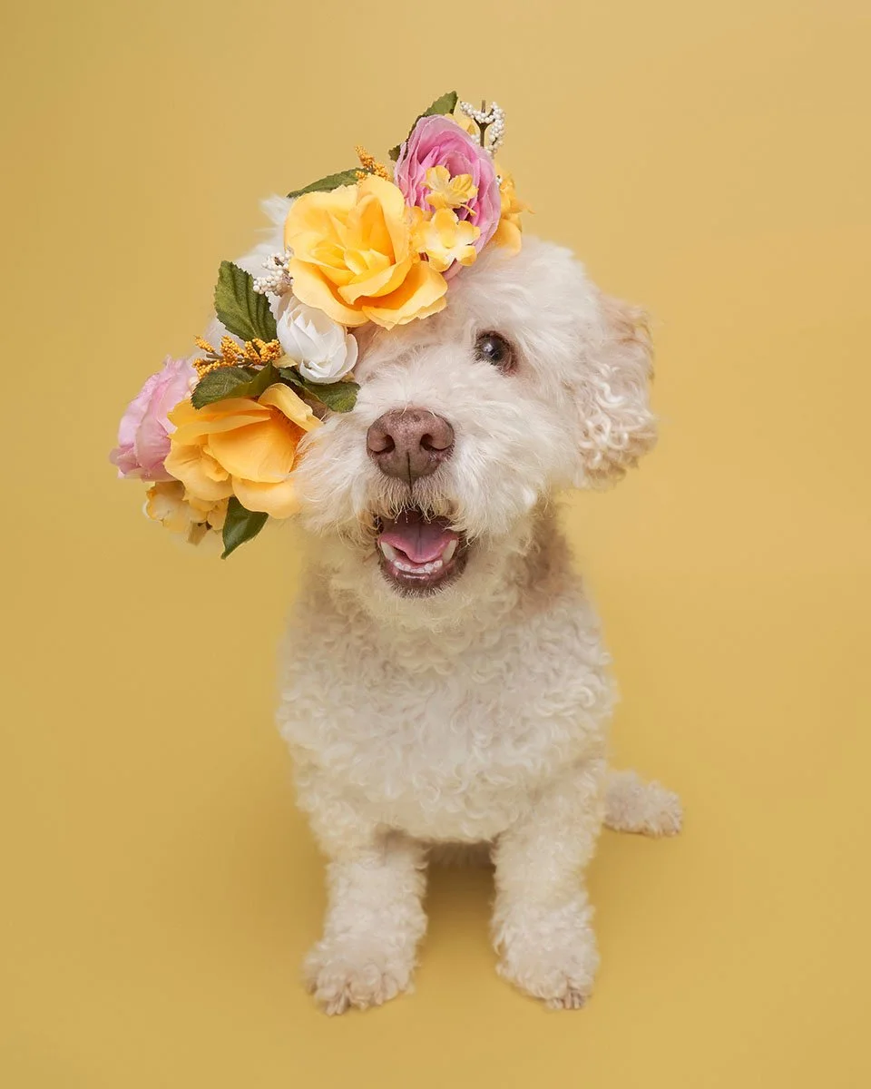 White dog on yellow background with a flower crown