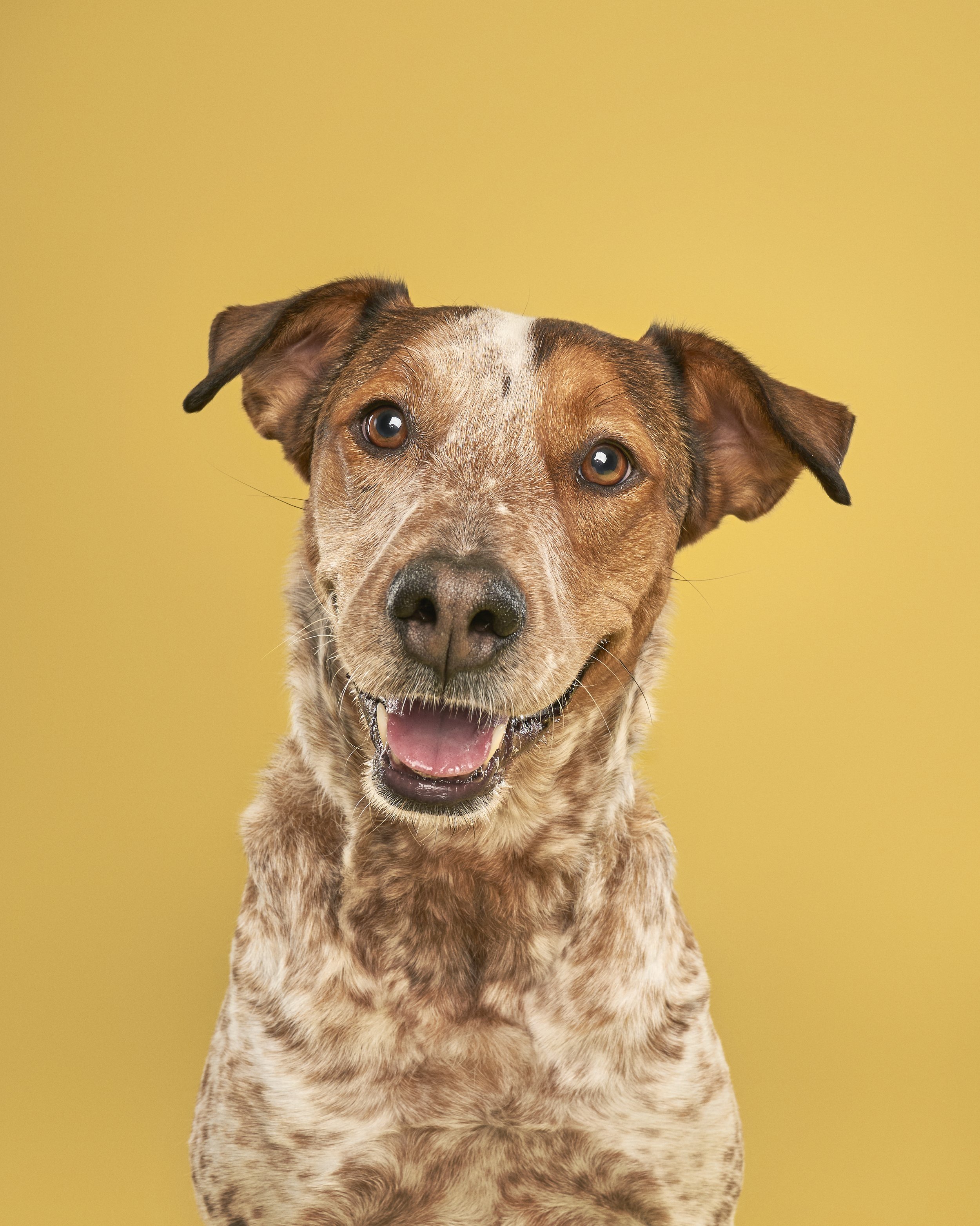CT DOG MAG - MAPLE7094.jpg