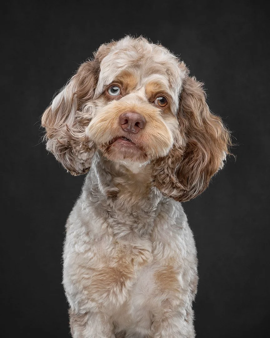 Portrait of a Bernadoodle