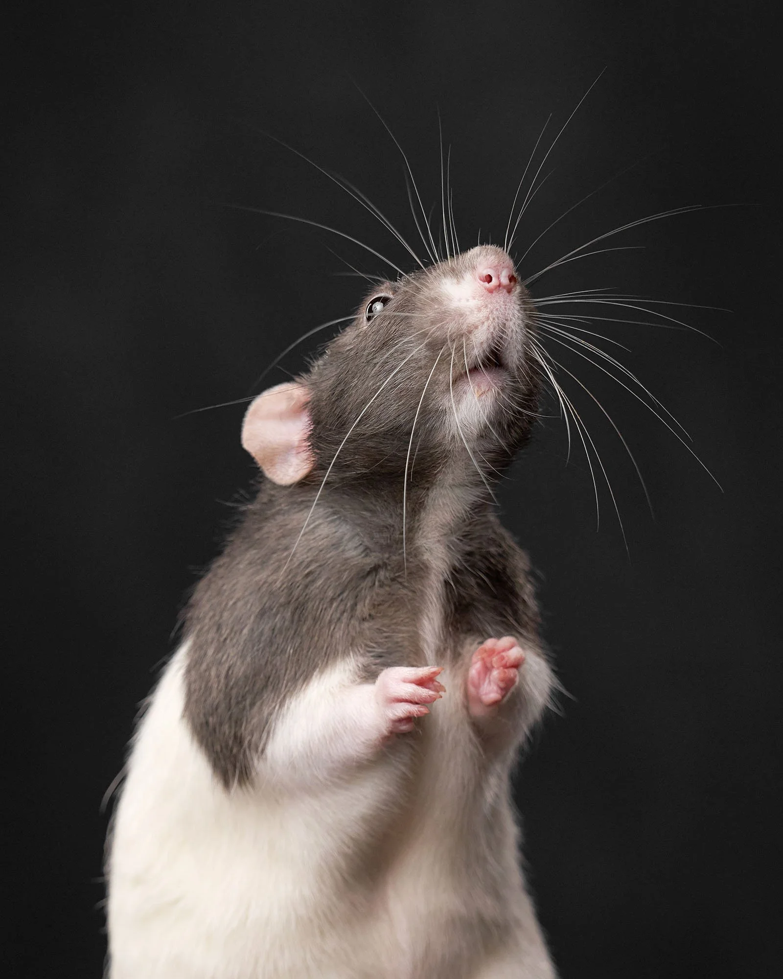 Portrait of a Rat for Manchester Workspace