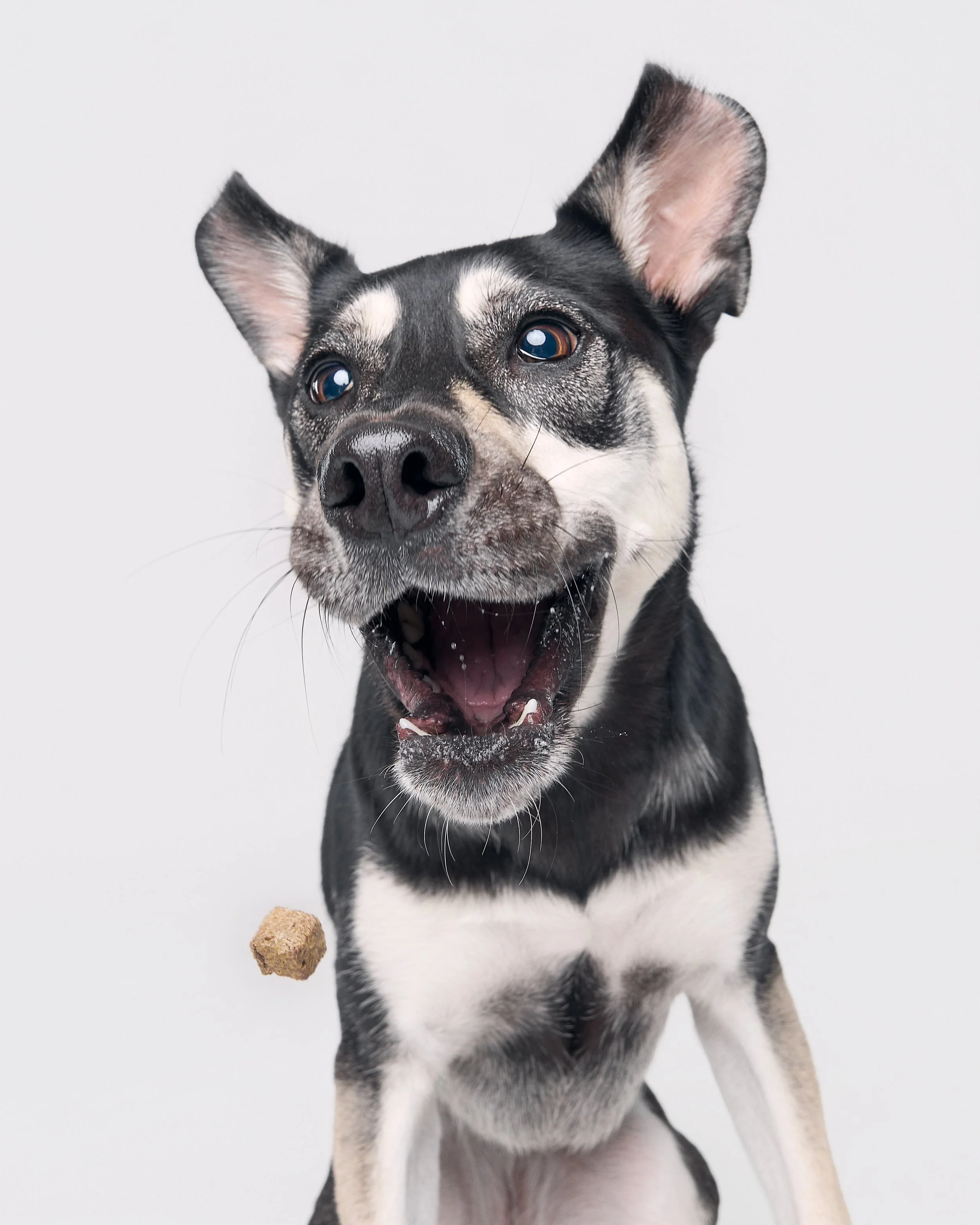 A happy black and white dog with one ear up and one ear flopping, caught mid-action with a treat midair in front of it.