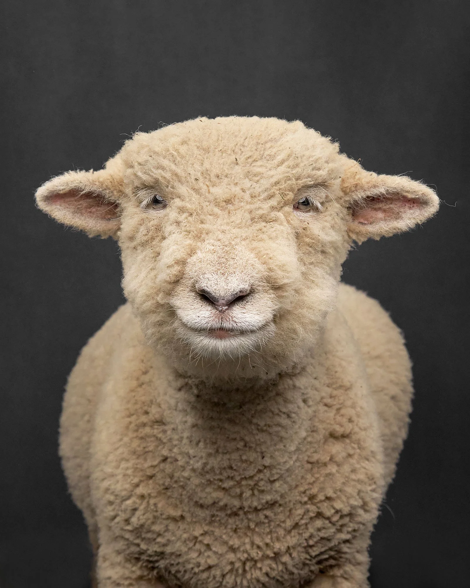 Portrait of a Lamb for Manchester Workspace