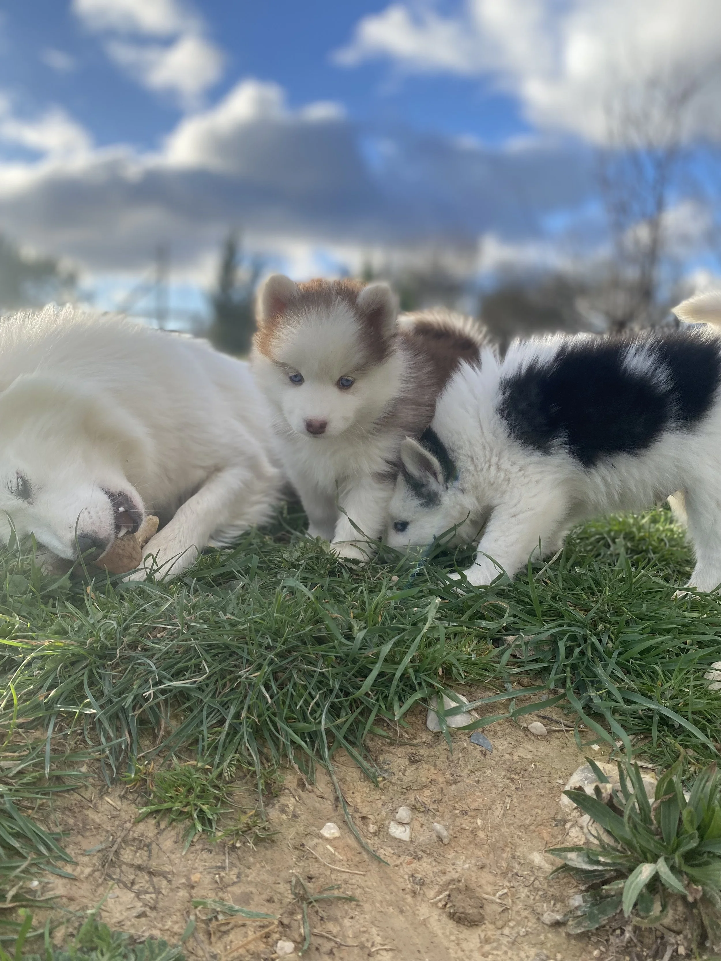 Scarlet (réservée)