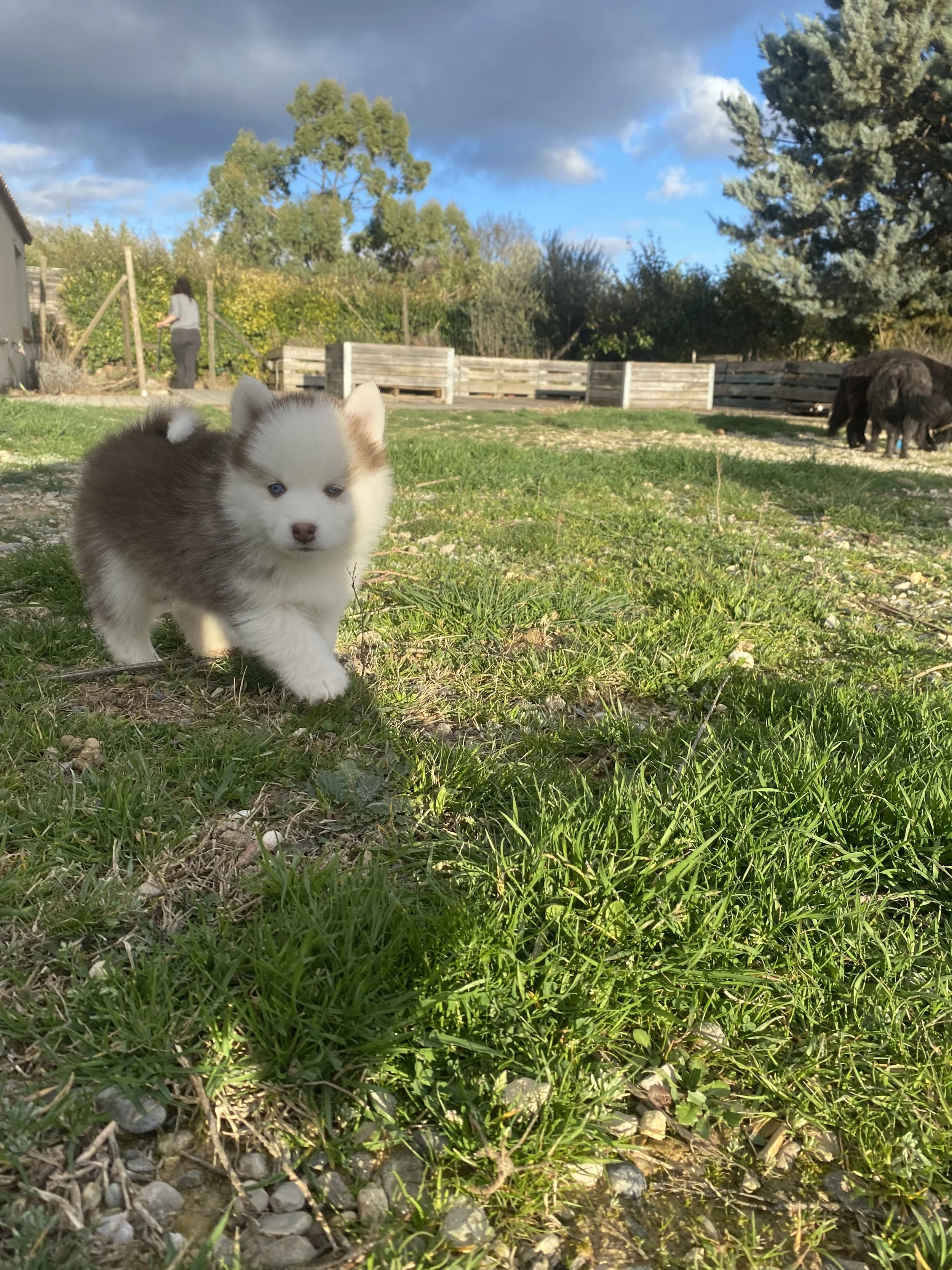 Scarlet (réservée)