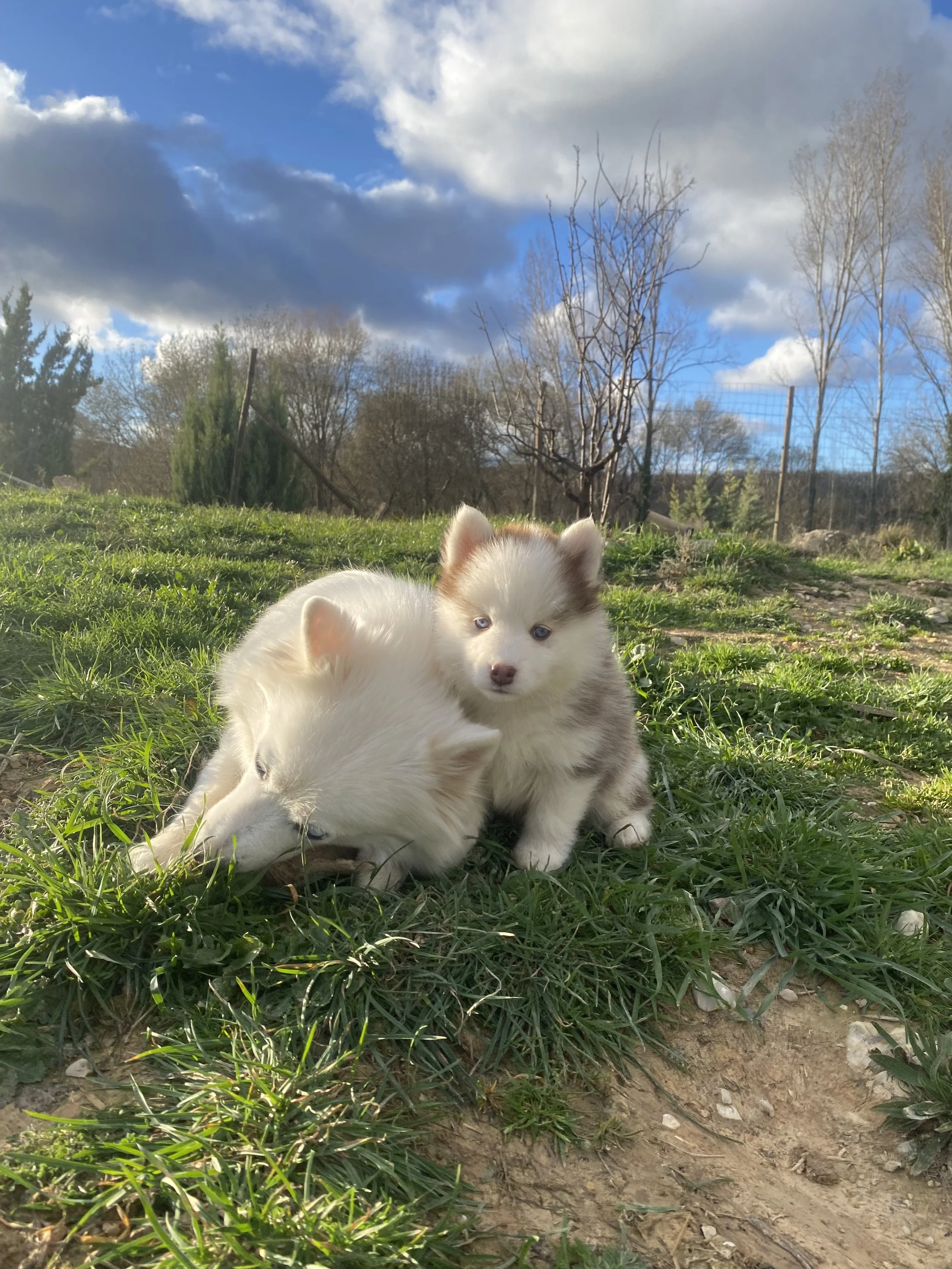 Scarlet (réservée)