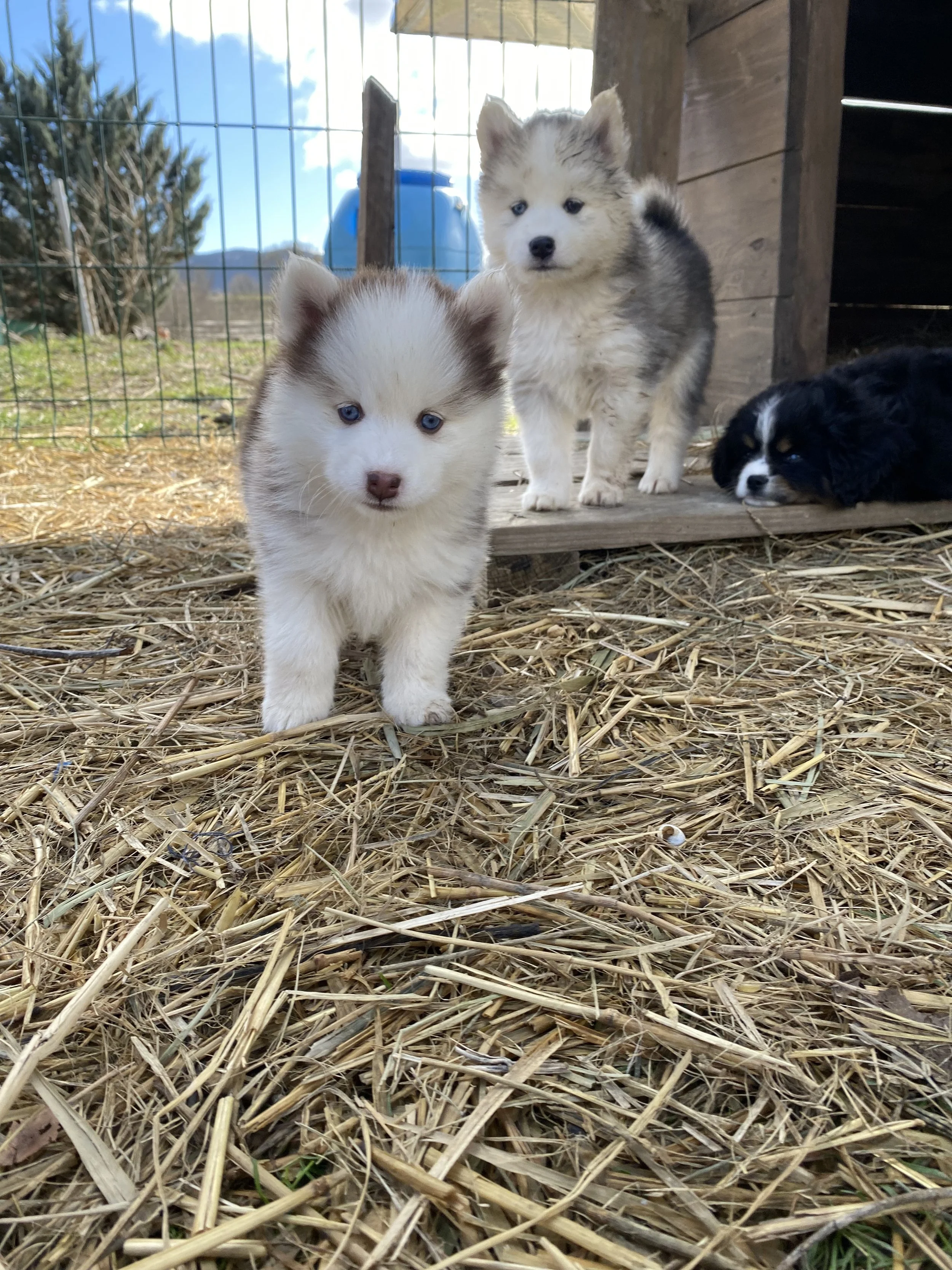 Sirius et Scarlet (réservés)