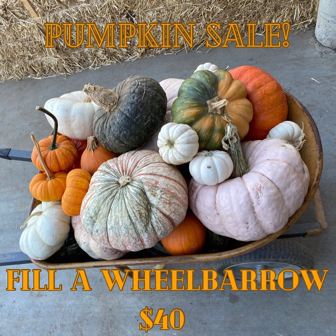 Starting tomorrow, 10/29, we&rsquo;re running a pumpkin sale! Fill a wheelbarrow with as many pumpkins as you would like, and pay just $40! Be sure to capitalize on this deal while you can.