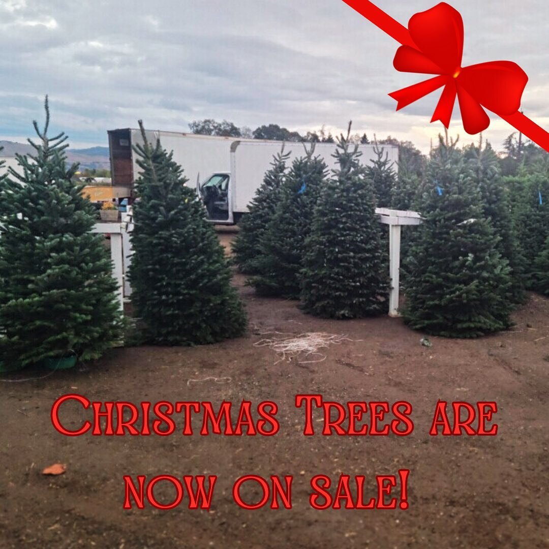 Christmas trees are now on sale at the farm! We have both Noble Fir and Nordsman varieties available at the store for you to choose from. The holidays have officially begun and we&rsquo;re excited for it!