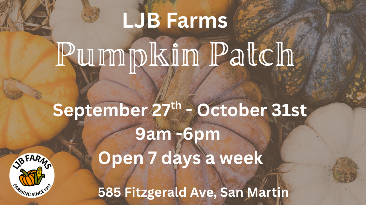 Pumpkin Patch 2025