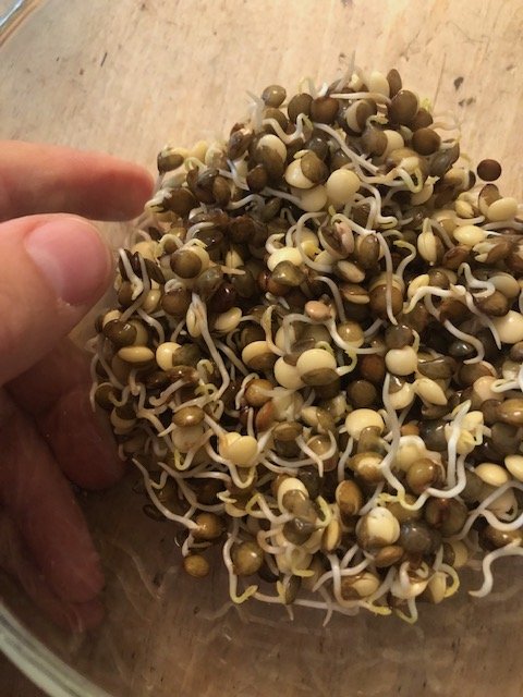 LES GERMINATIONS, POUR NOTRE VITALITÉ