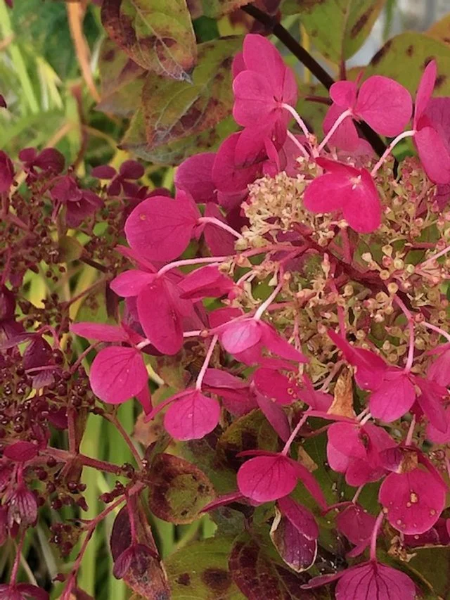 naturopathe, coach bien-être et vitalité naturelle, architecte de vitalité