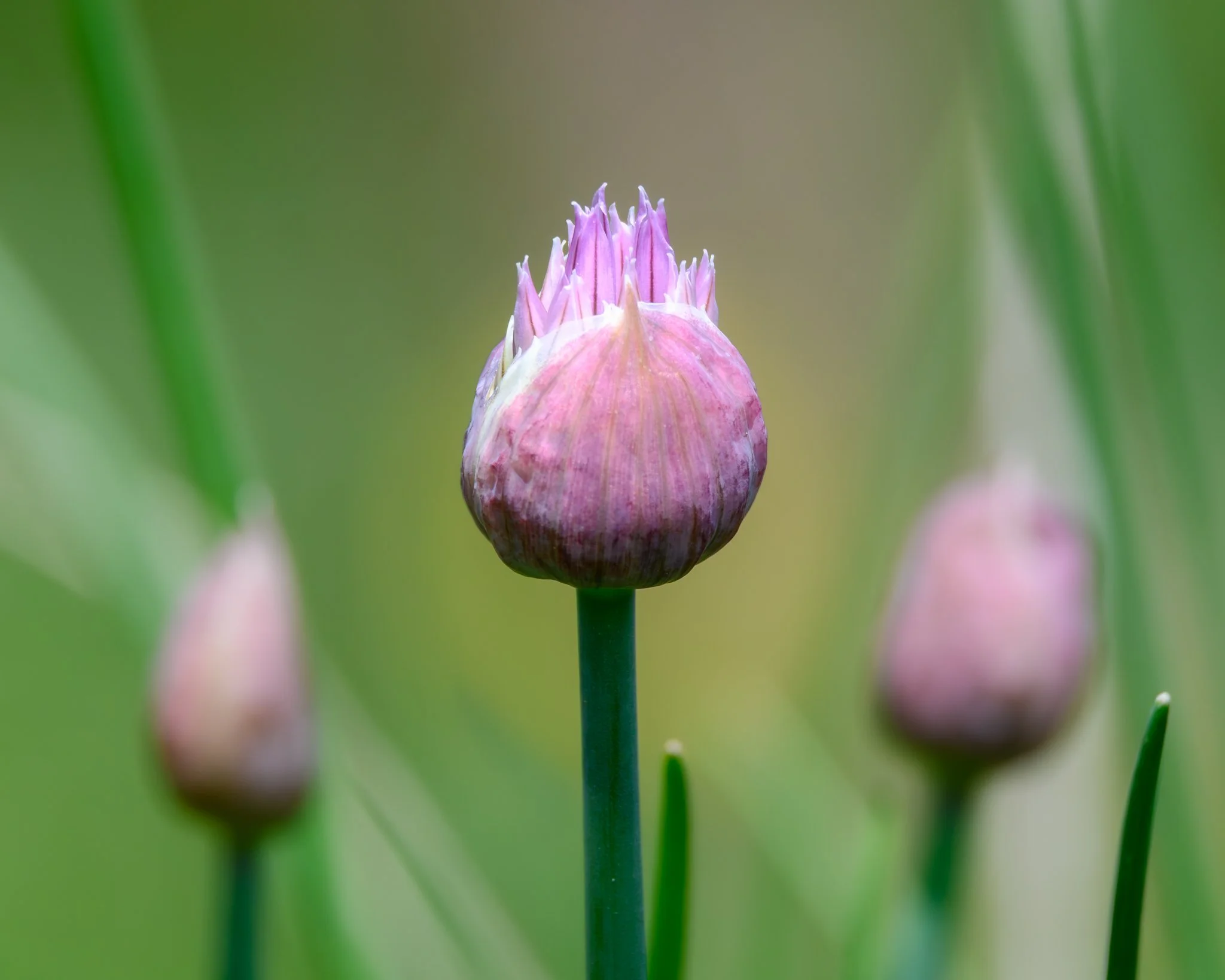 6_2_2026 Chives web-1.jpg